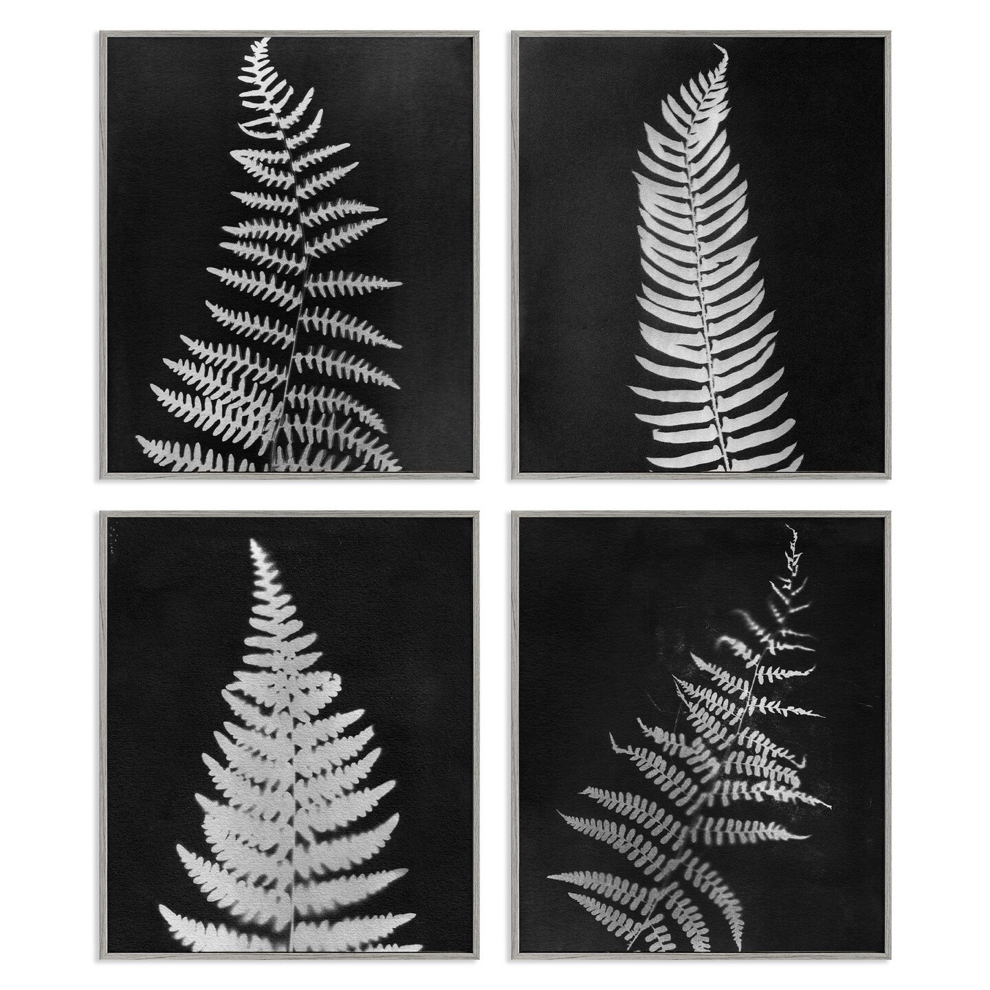 Stupell Industries Monochrome Fern Impressions 4pc Framed Giclee Wall Art Set Design by Connie Resch