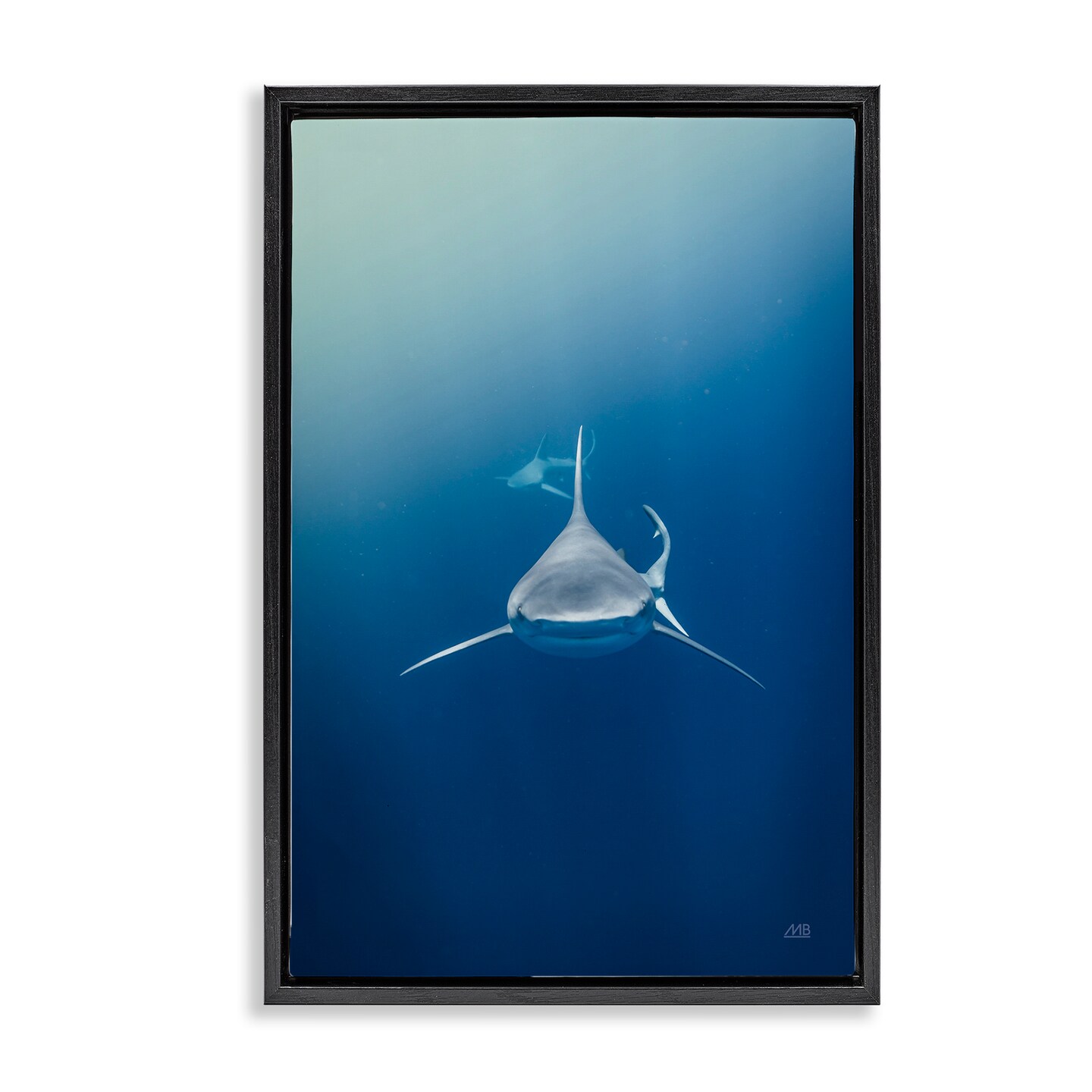 Stupell Industries Heads Up Shark Floater Framed Canvas Wall Art Design by Max Blakesberg Studios