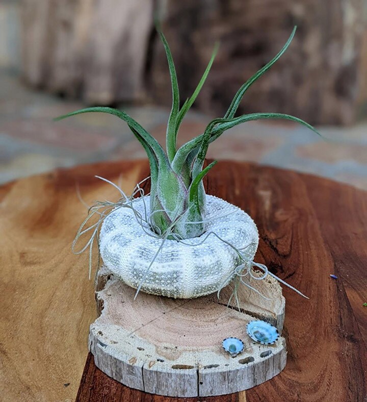 Unique Sea Shell Handmade Air Plant Arrangement | Indoor Plant Gift | Party  Favor | Get Well Gift | Unique Birthday Gift | MakerPlace by Michaels
