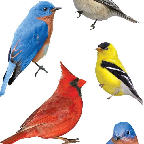 Decorative Stickers - Animals Bargain Bundle