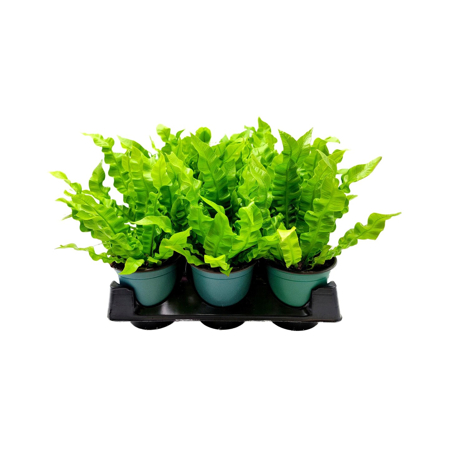 wooden indoor plant stand 7-Tiered Plant Stand With Grow Lights - 62.8