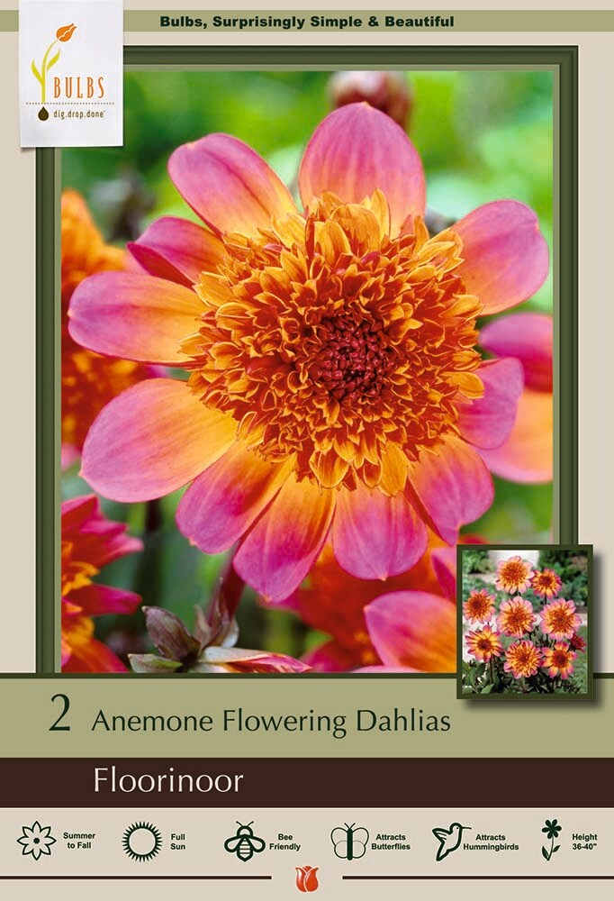 Floorinoor Powder-Puff Dahlia 2 Bulb Clumps - Bright Pink and Orange