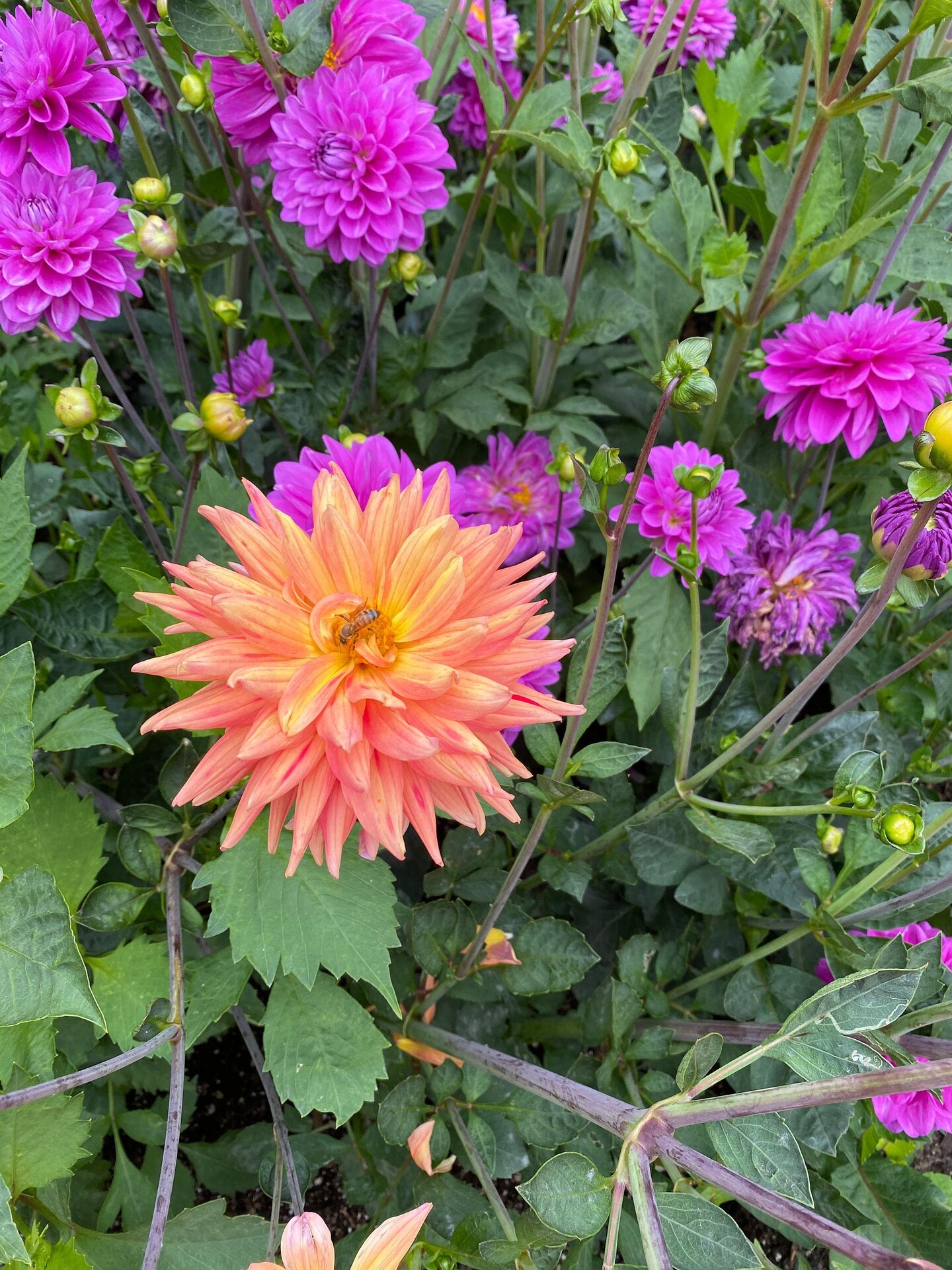 Yellow hotsell Orange Dahlia Painting - Original Watercolor by Deb Babcock