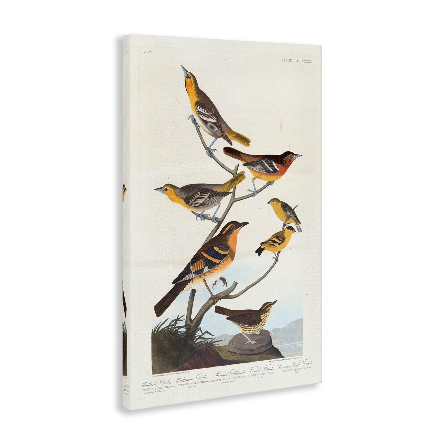 Stupell Industries Classic Bullock&#x27;s Oriole Study Canvas Wall Art Design by one1000paintings
