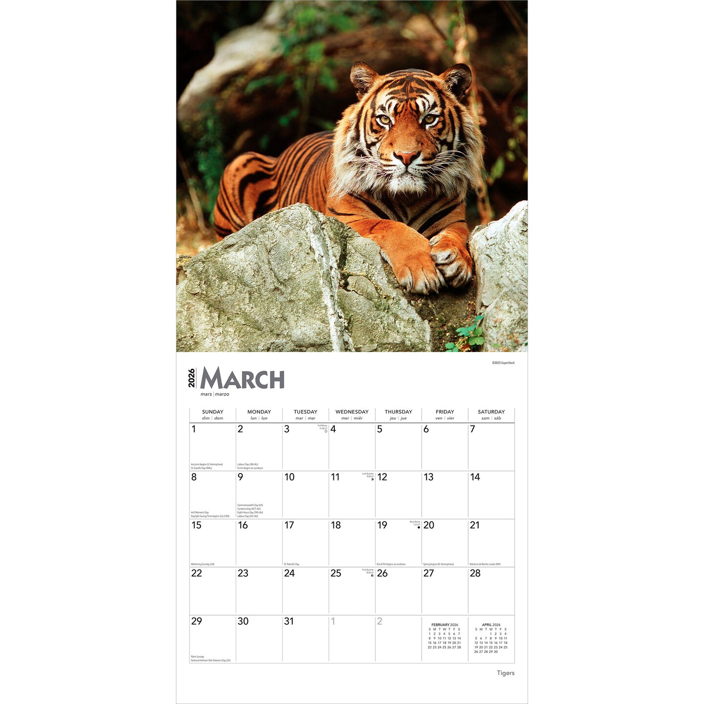 Tigers | 2026 12 x 24 Inch (Hanging) Monthly Square Wall Calendar | Plastic-Free