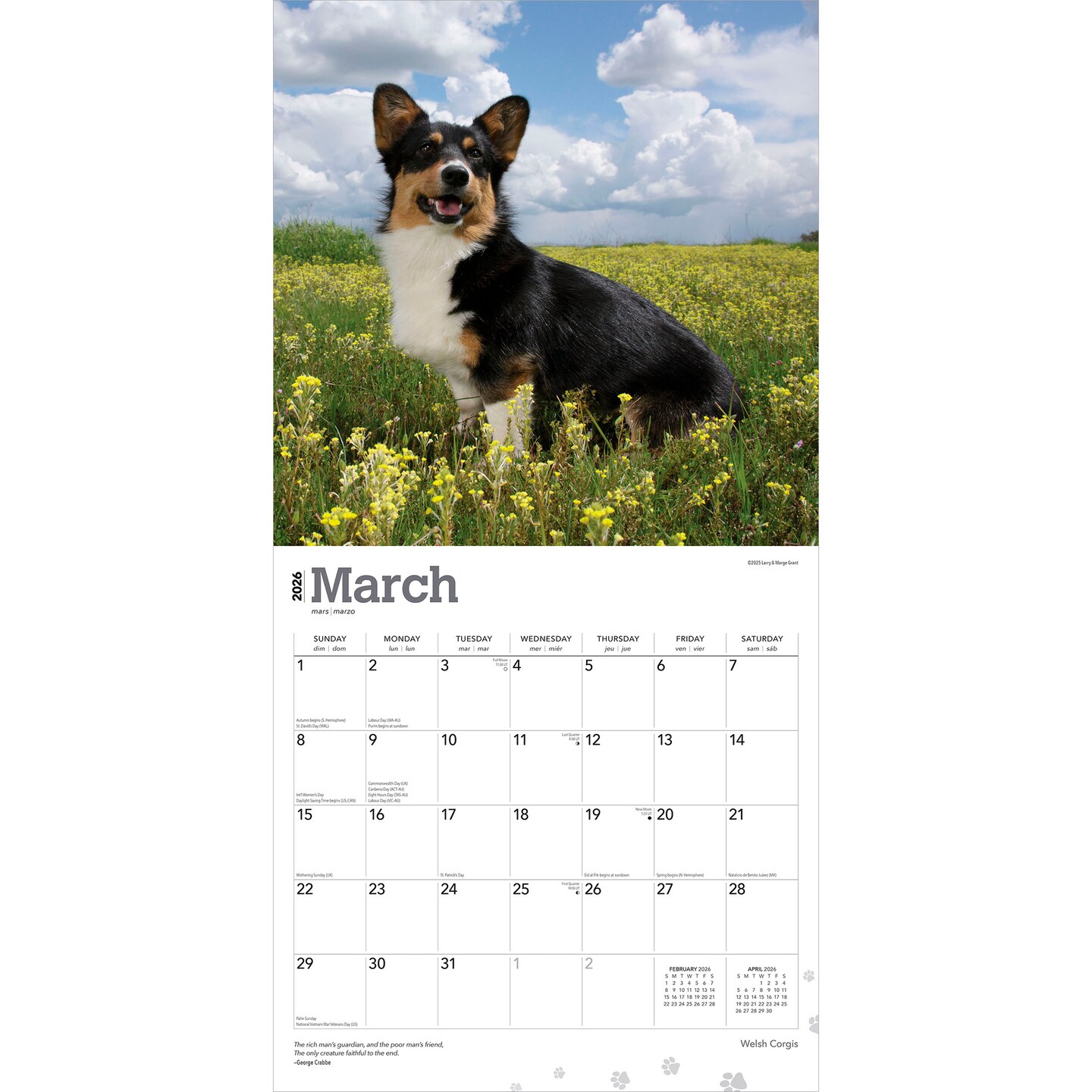 Welsh Corgis | 2026 12 x 24 Inch (Hanging) Monthly Square Wall Calendar | Plastic-Free