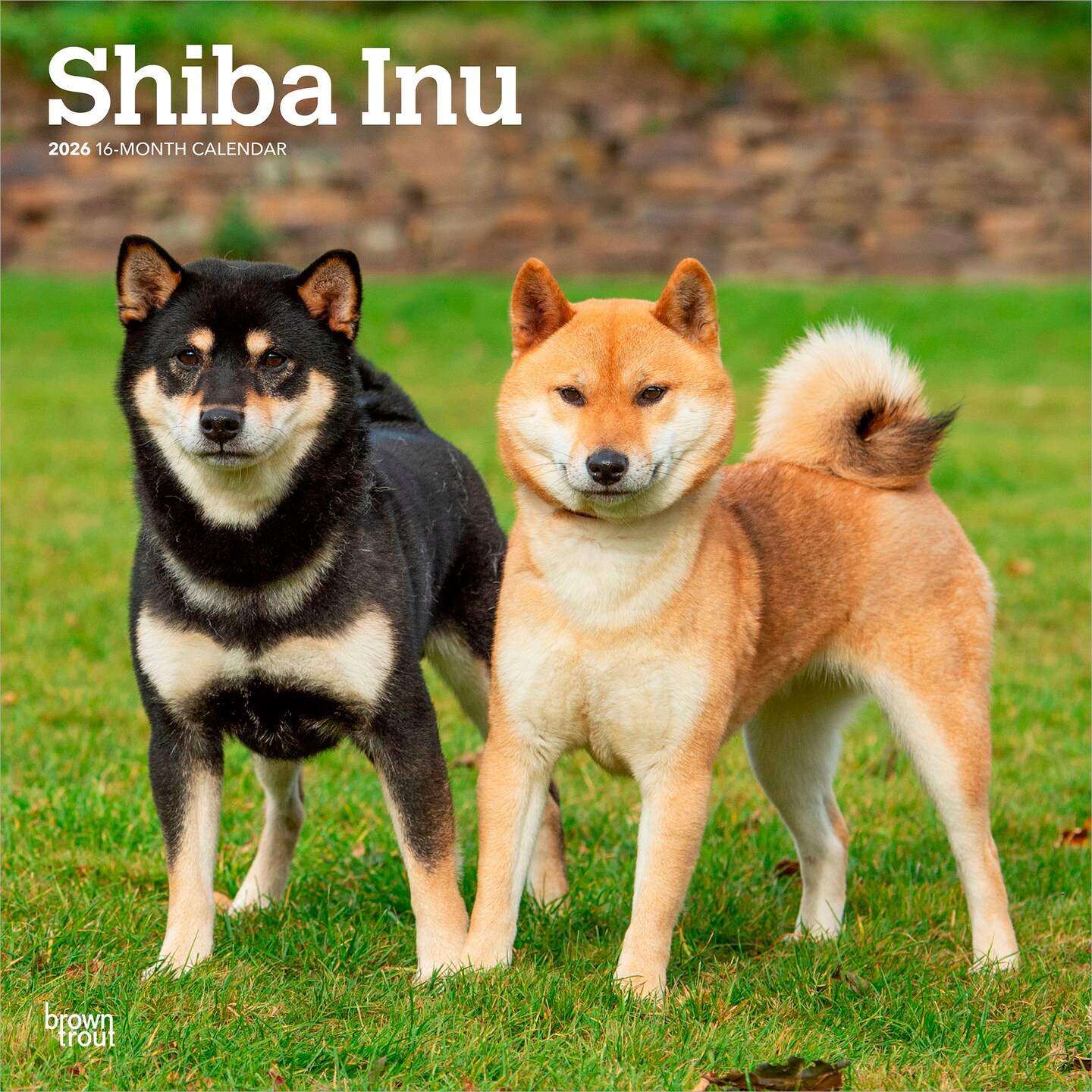Shiba Inu | 2026 12 x 24 Inch (Hanging) Monthly Square Wall Calendar | Plastic-Free