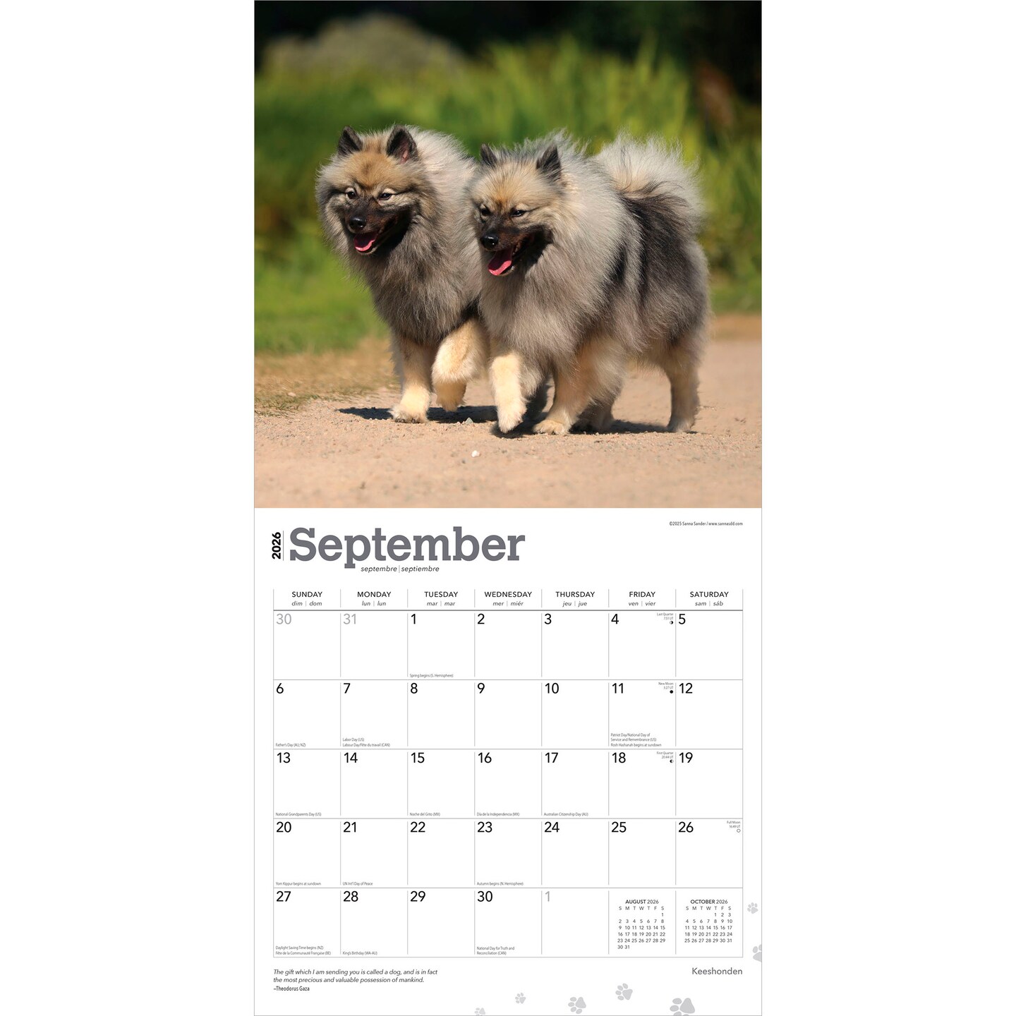 Keeshonden | 2026 12 x 24 Inch (Hanging) Monthly Square Wall Calendar | Plastic-Free