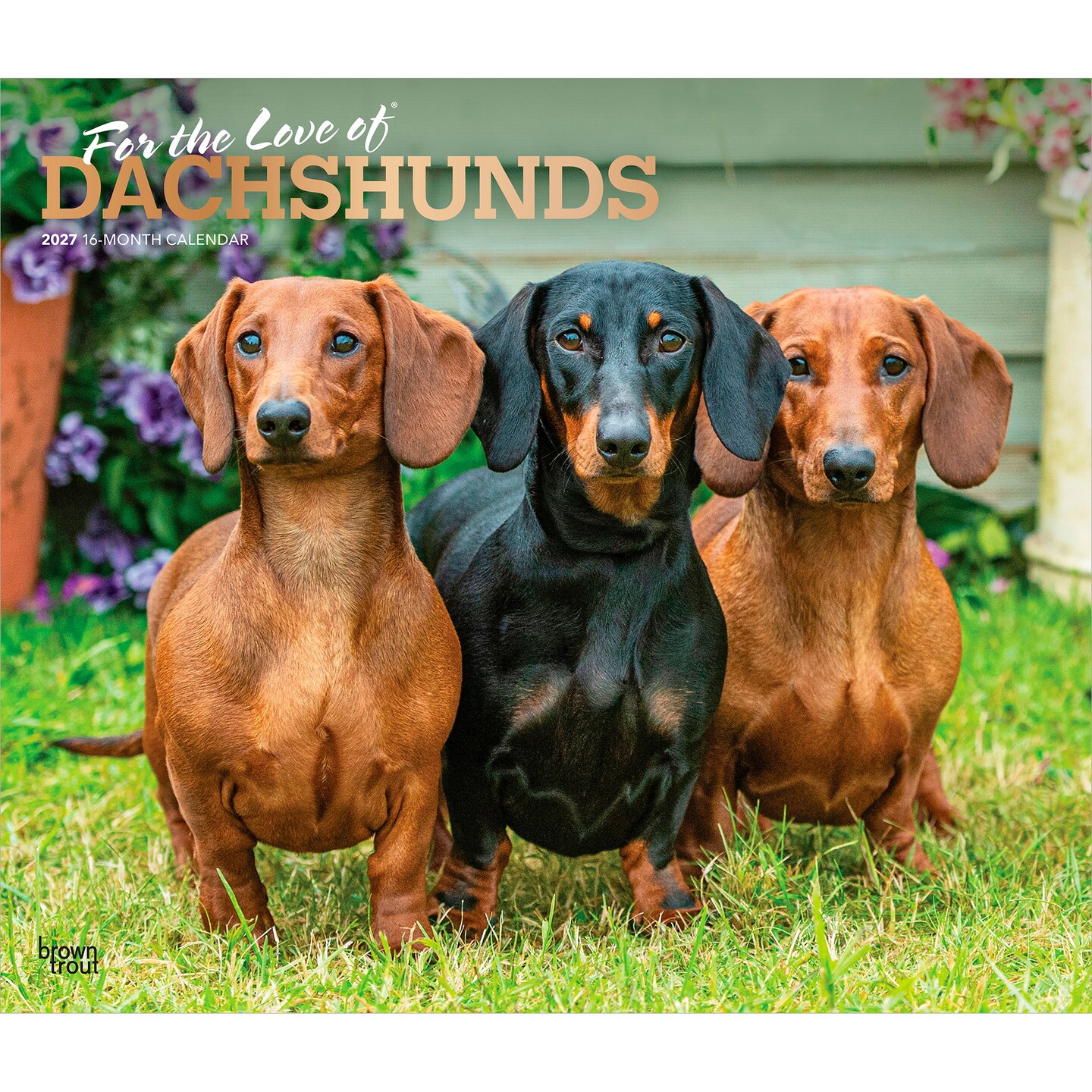 BrownTrout; For the Love of Dachshunds | 2027 14 x 24 Inch (Hanging) Monthly Deluxe Wall Calendar | Foil Stamped Cover | Plastic-Free; Category:Wall Calendars; Image:1