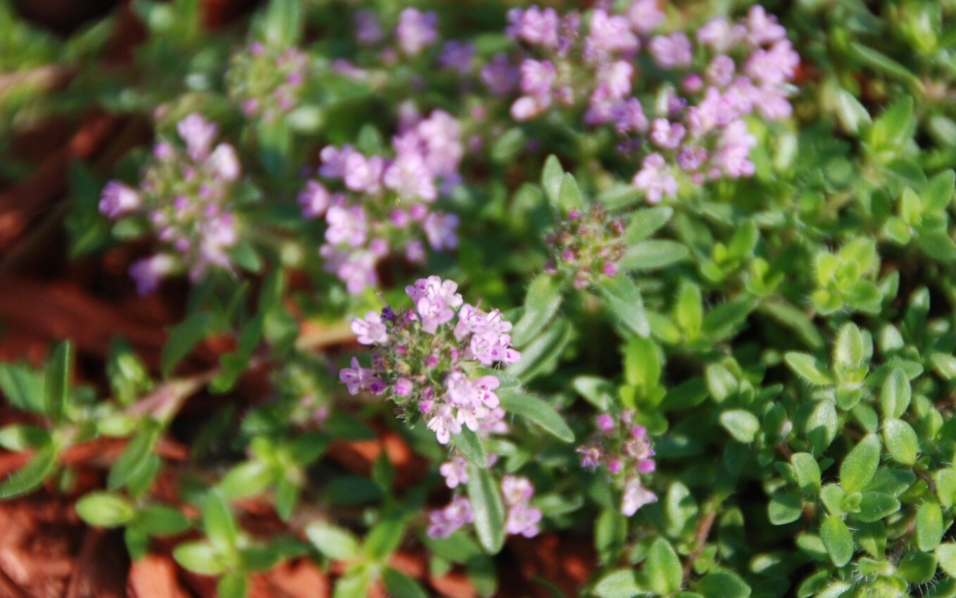10000+ Gemischter Kriechender Thymian Samen - Ground Cover Hardy Perennial  10000 Thymian Samen Mix