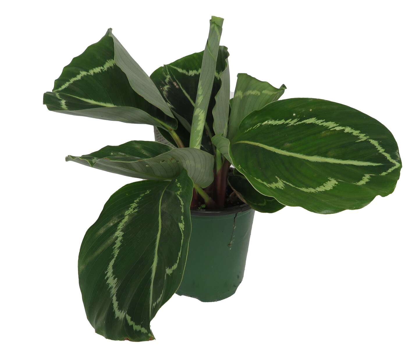 calathea bluegrass Korbmarante 'Bluegrass'