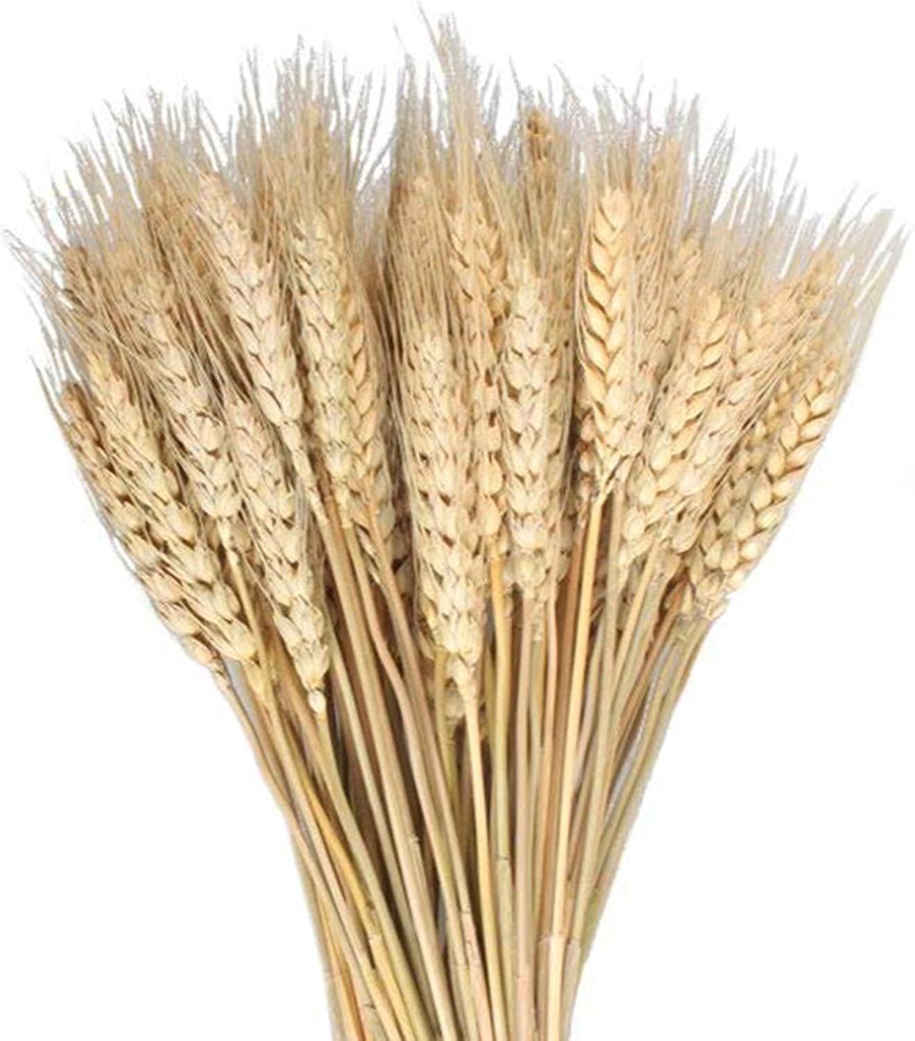 100 Stems Dried Wheat Stalks – 17.7 Inches, 100% Natural for Home, Kitchen, Office, Wedding, Farmhouse, Boho, Christmas, Fall, and Party Décor
