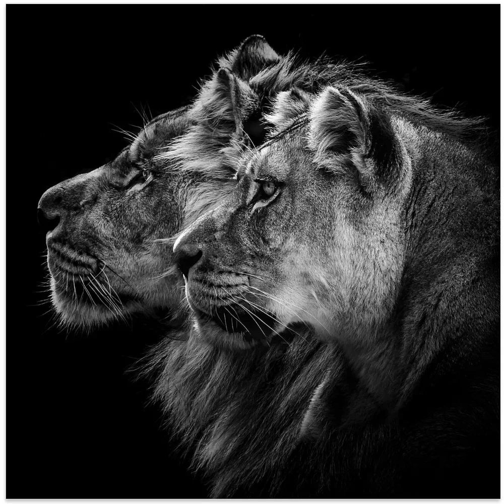 Lion and lioness portrait Square 24x24 Canvas - Corporate Office Art