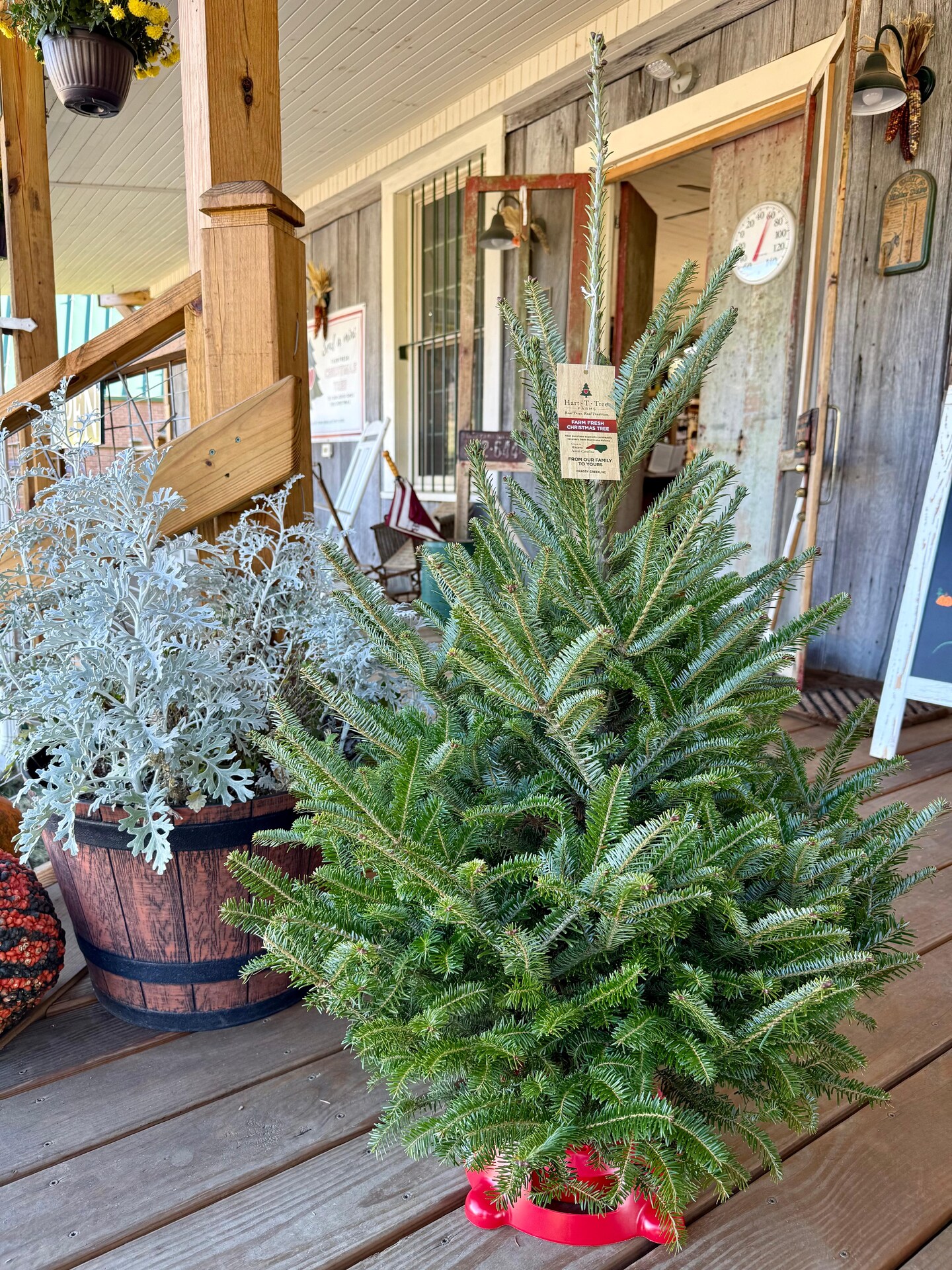 Fresh Cut Mini Christmas Tree with Stand