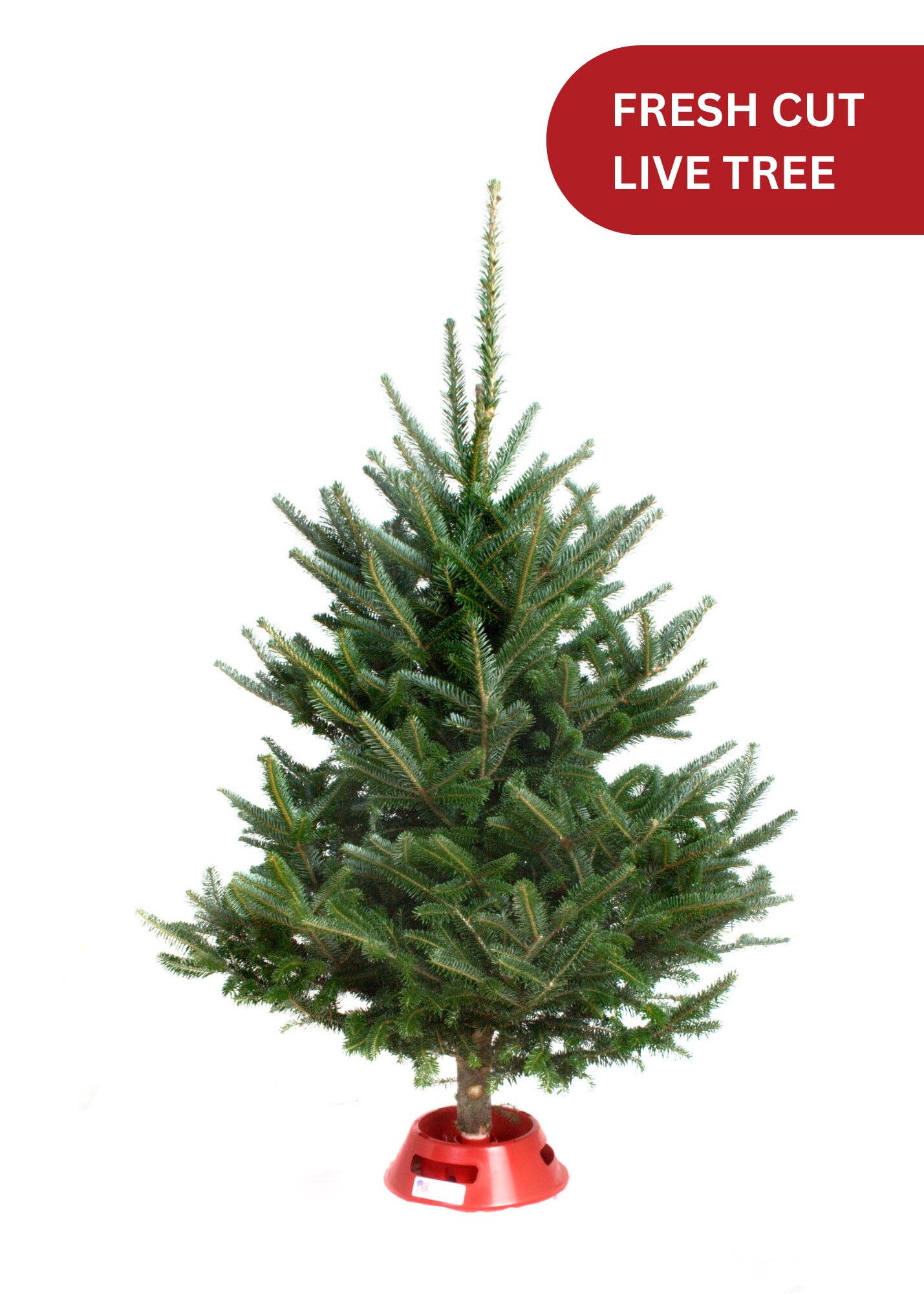 Fresh Cut Mini Christmas Tree with Stand