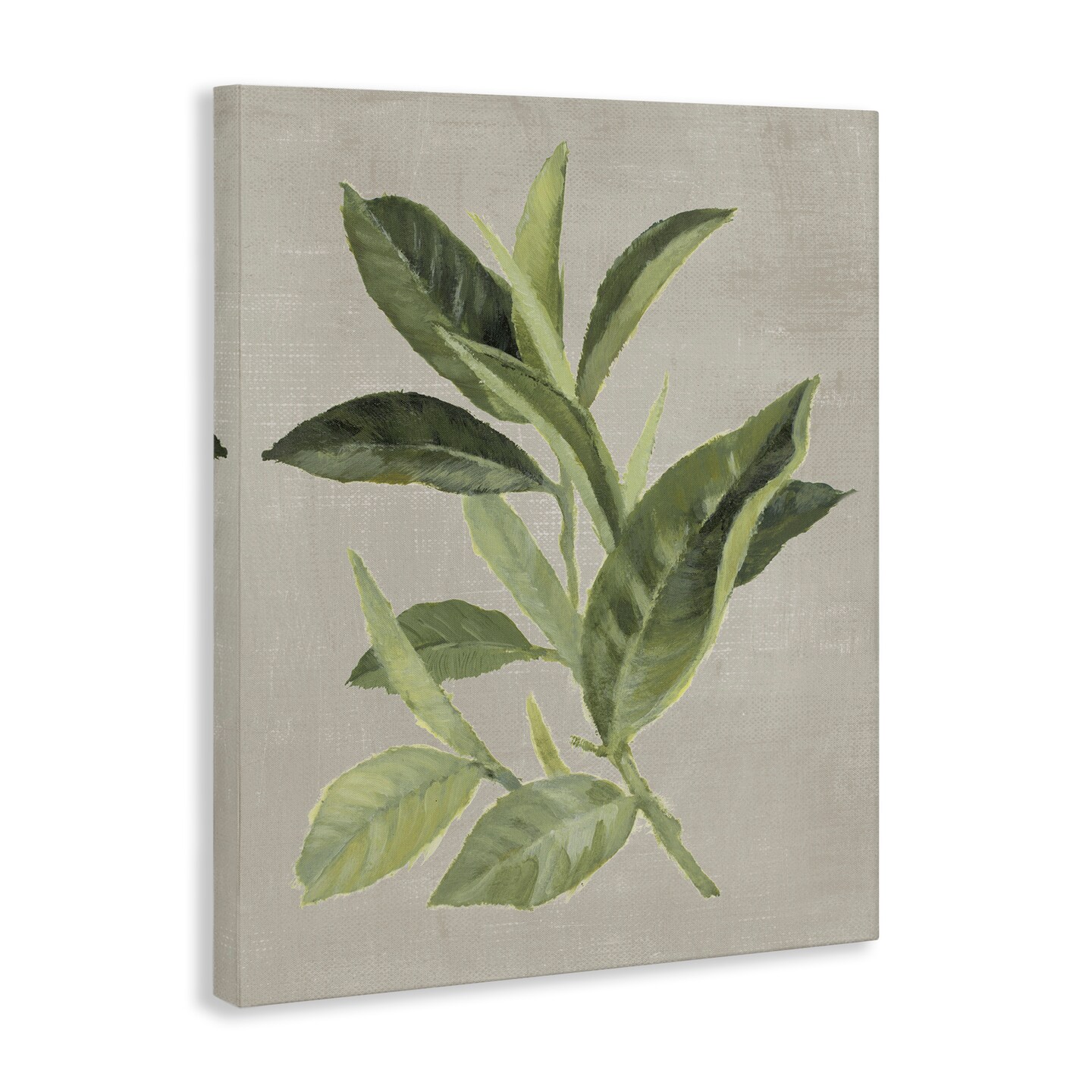 Stupell Industries Green Tea Plant Leaf Canvas Design by Lanie Loreth
