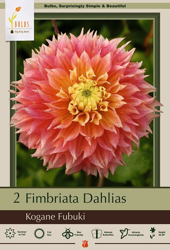 Kogane Fubuki Fimbriata Dahlia - 2 Root Clumps