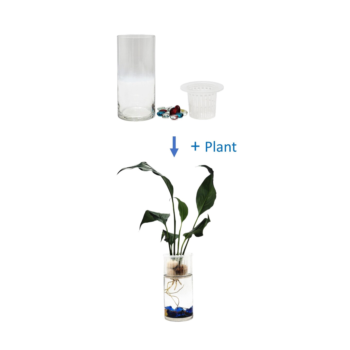 Modern Hydroponic Peace Lily in Glass Cylinder Vase, NASA-Approved Air  Purifying Indoor Plant, Live Houseplant | MakerPlace by Michaels
