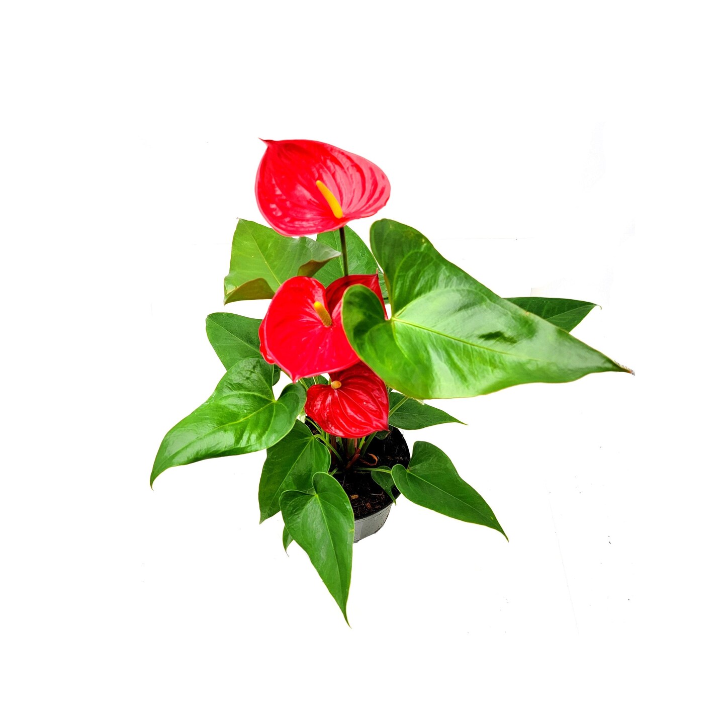 bromeliad pineapple plant for sale Pineapple Plant