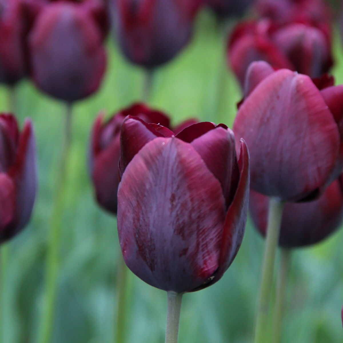 Ronaldo Triumph Tulip 10 Bulbs - NEW - 12/+ cm Bulbs - Red/Black