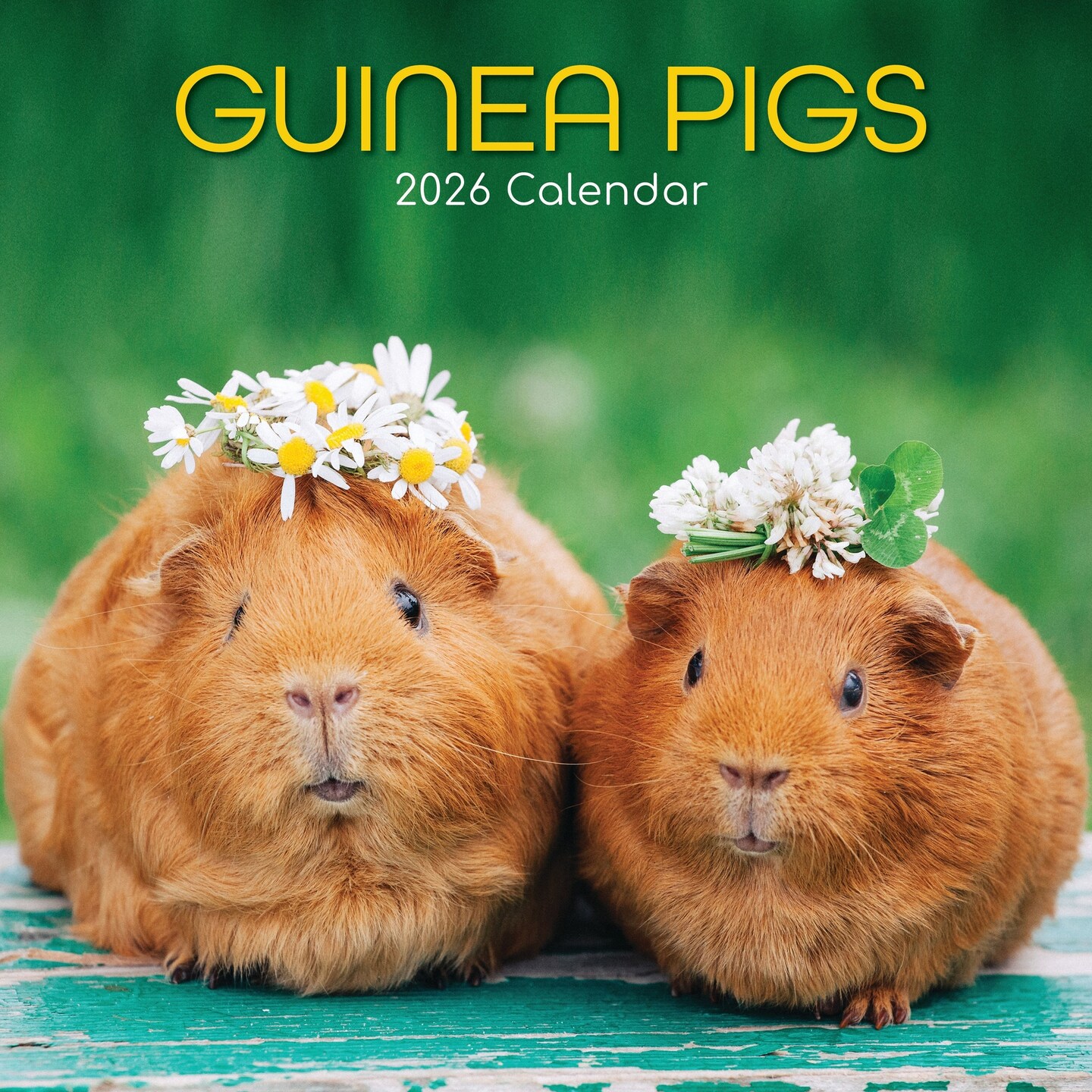 The Gifted Stationery 16-Month Square Wall Calendar 2026 - Hanging Wall Calendar & 2026 Planner with 180 Planner Stickers - Guinea Pig Art - 12 x 12 in