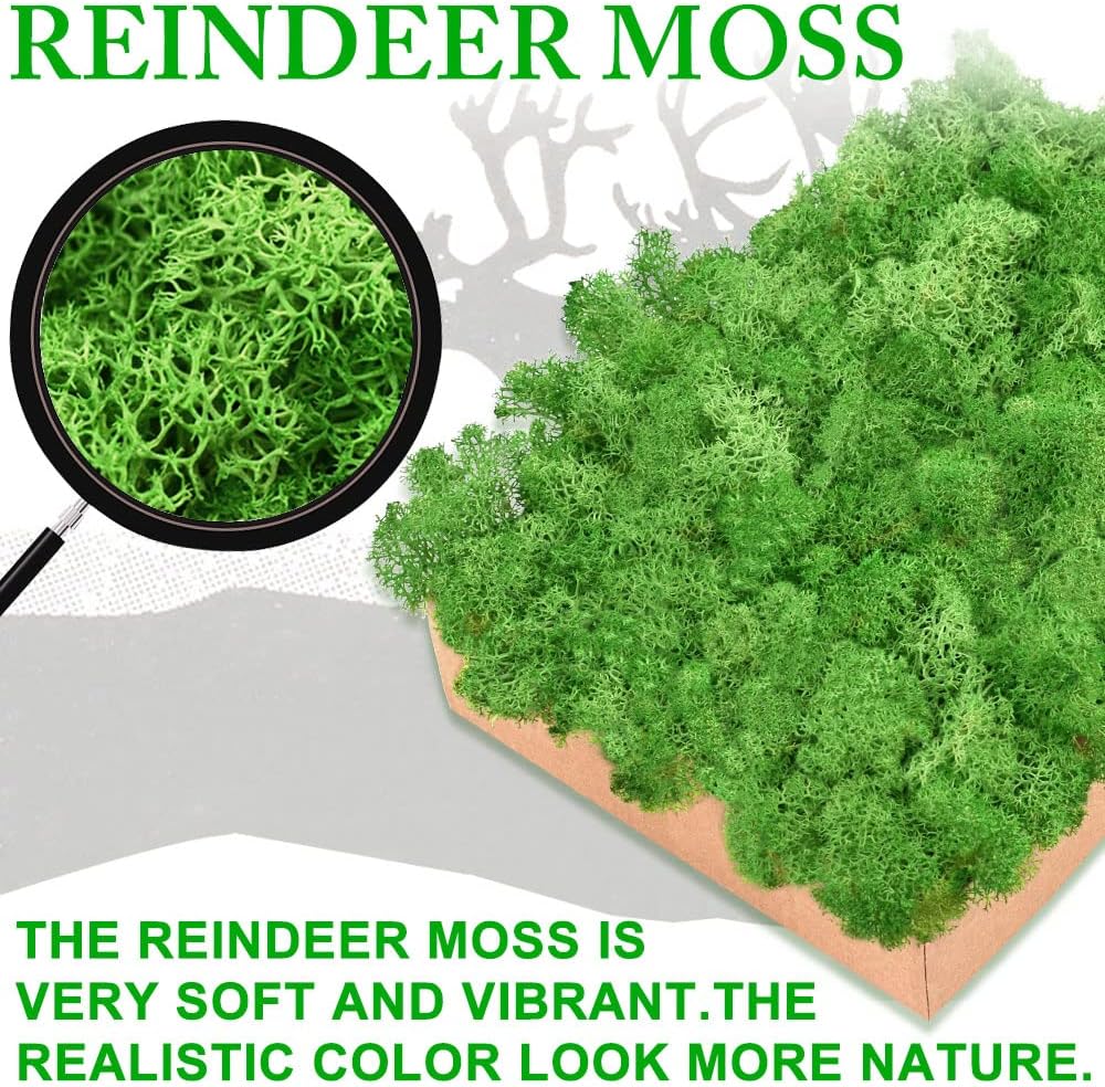 Preserved Moss for Crafts Green Reindeer Moss for Potted Plants, Craft Decorative Moss Decor for Wall Art, Dried Moss