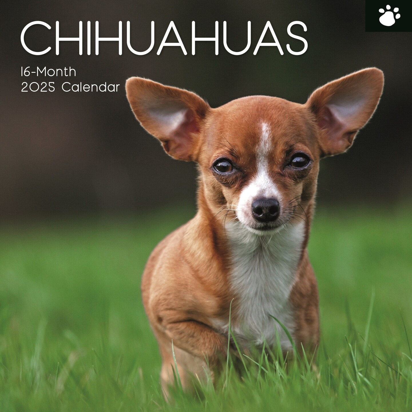 The Gifted Stationary 2025 Square Wall Calendar, Chihuahuas, 16-Month Paw Prints Theme Hanging Calendar with 180 Reminder Stickers, Month Planner for Home or Creative Spaces, 12x12 In