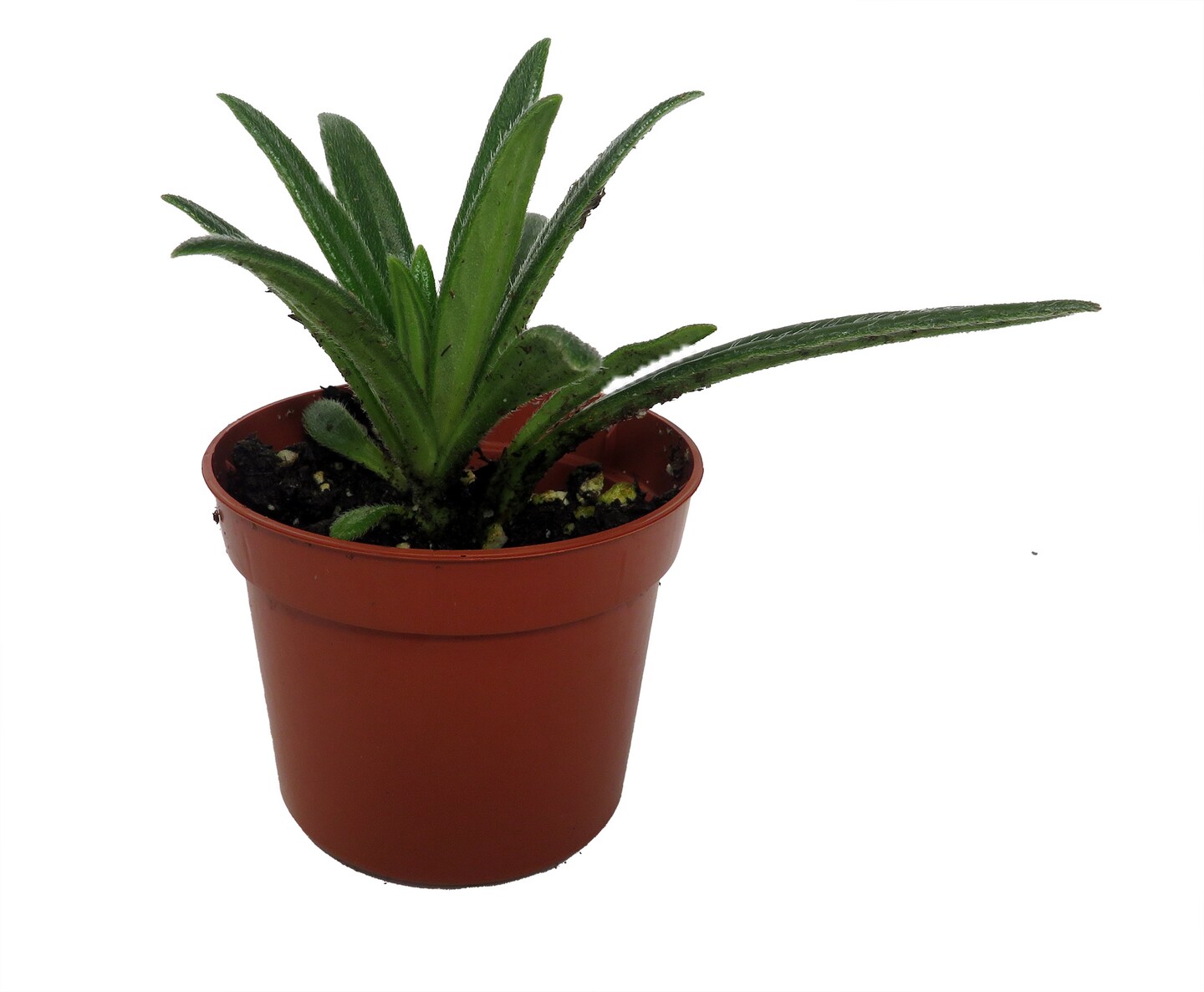 Rare Mini Pearl Asian Violet - Primulina - House Plant - 2.5" Pot