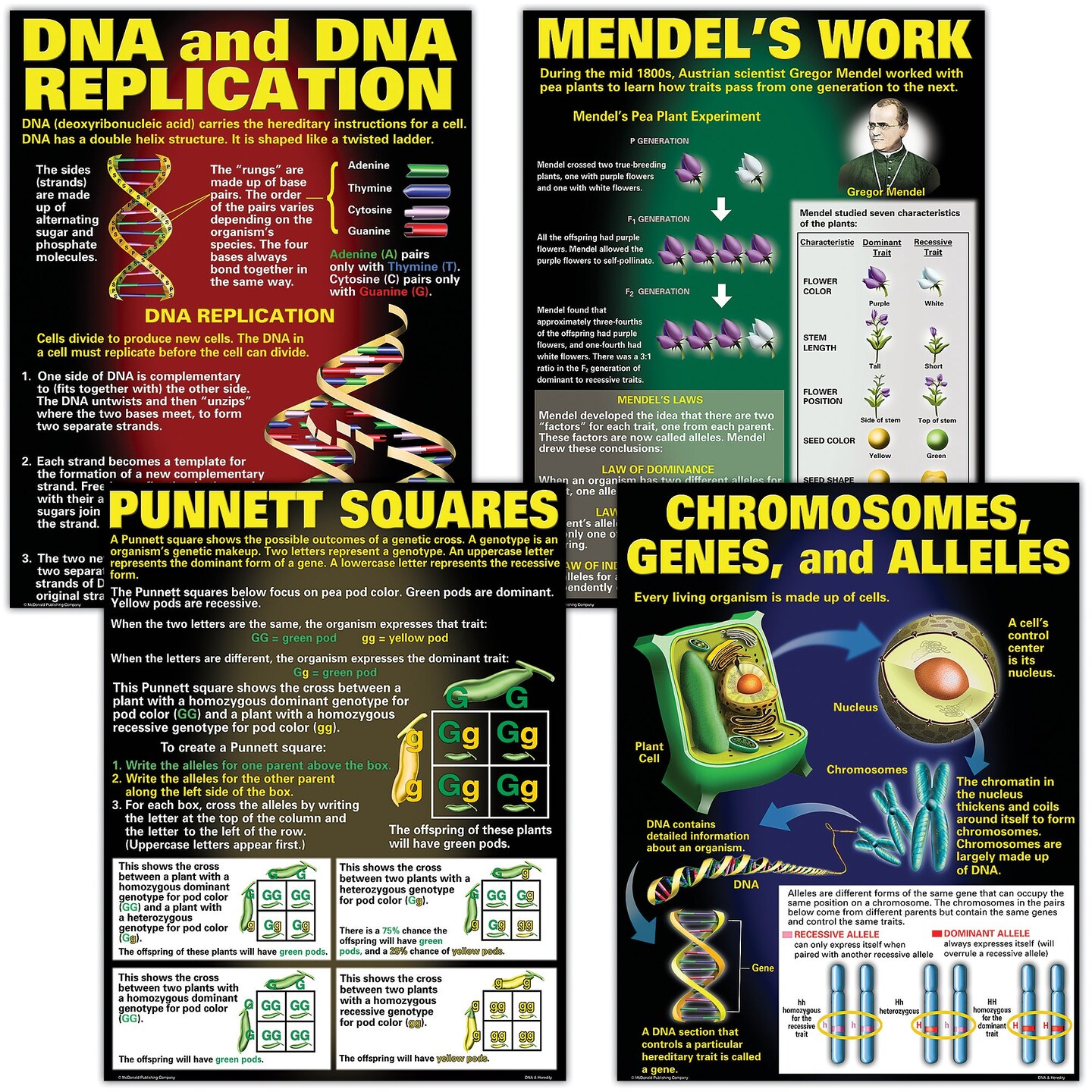 DNA &#x26; Heredity Posters, Set of 4