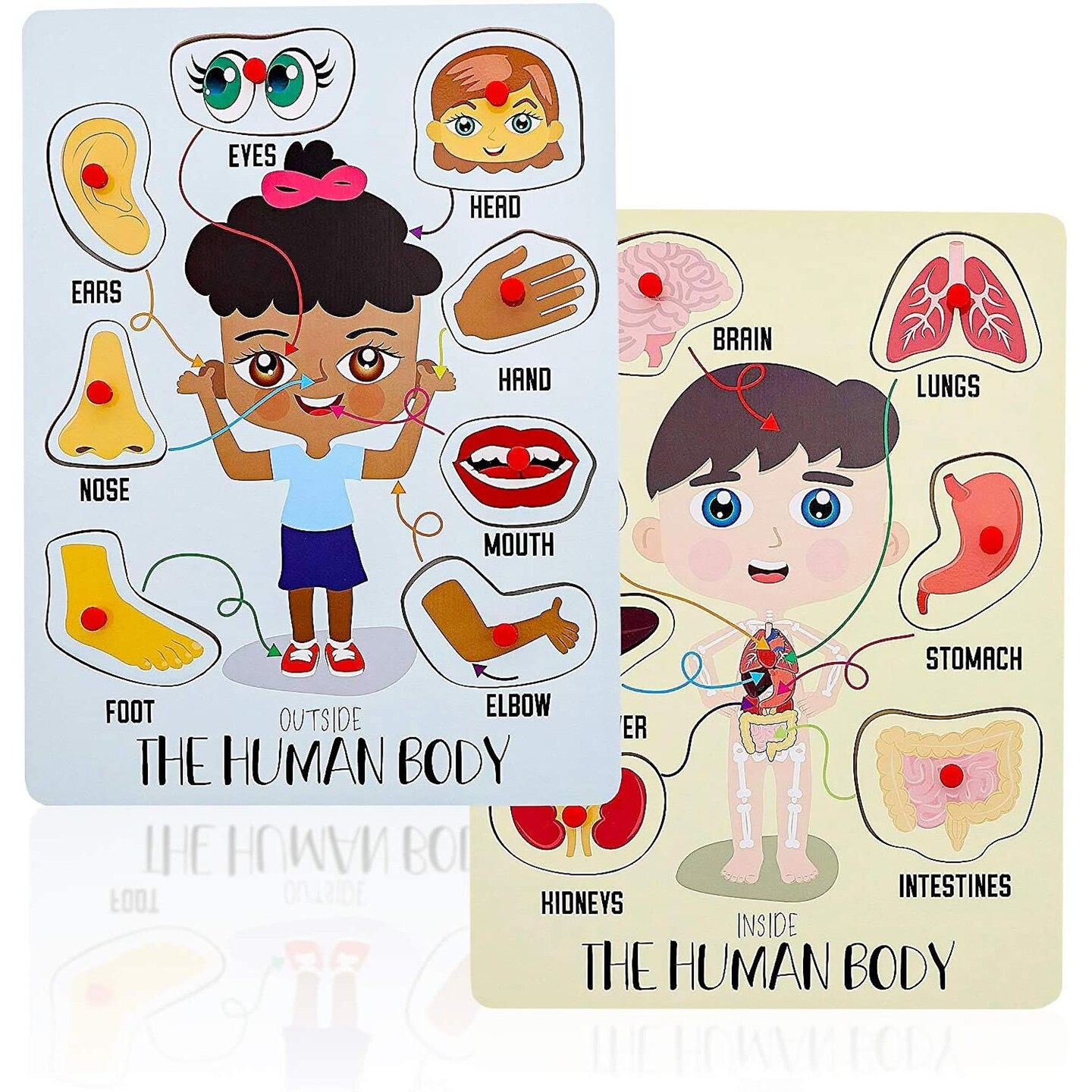 2 Pack Educational Wood Peg Anatomy Puzzle Toys for Kids Game, Human Body Parts