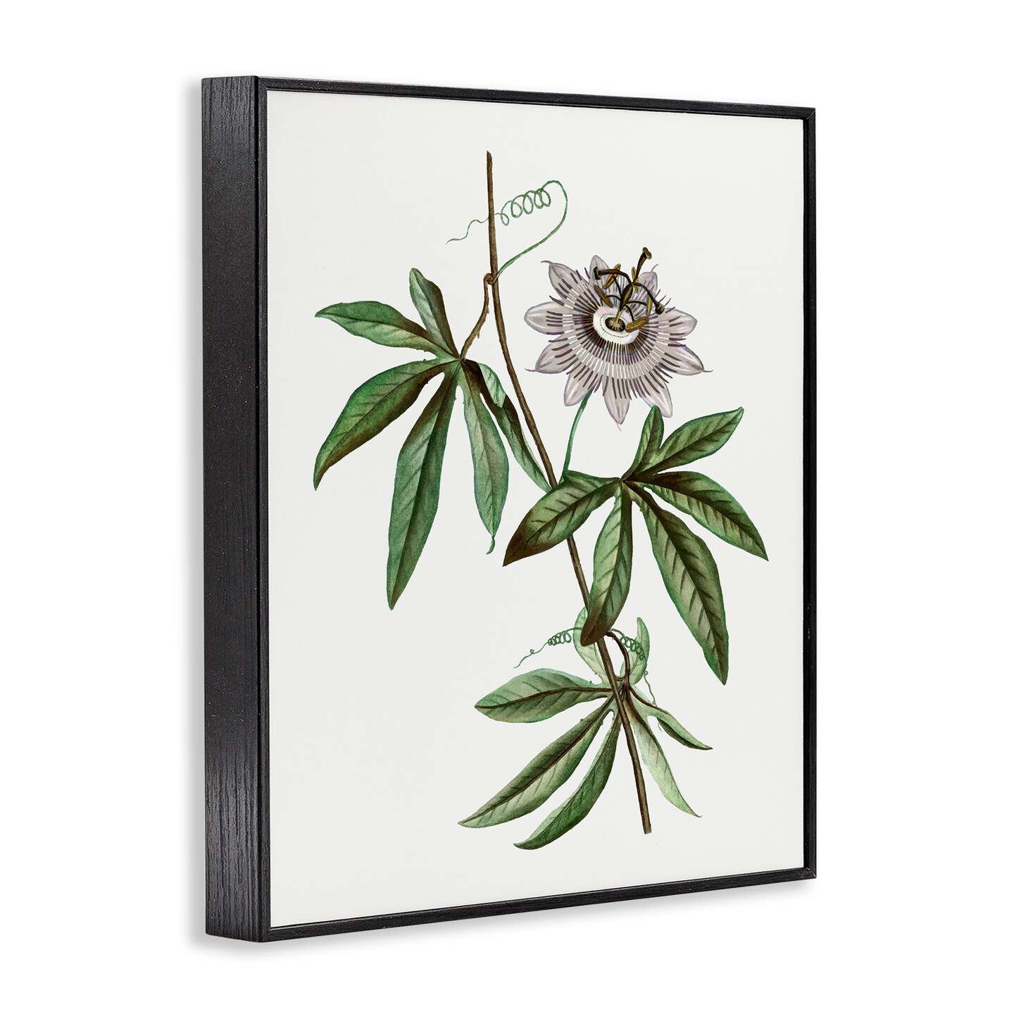Stupell Industries Vintage Circular Bloom Framed Giclee Design by CAD Designs