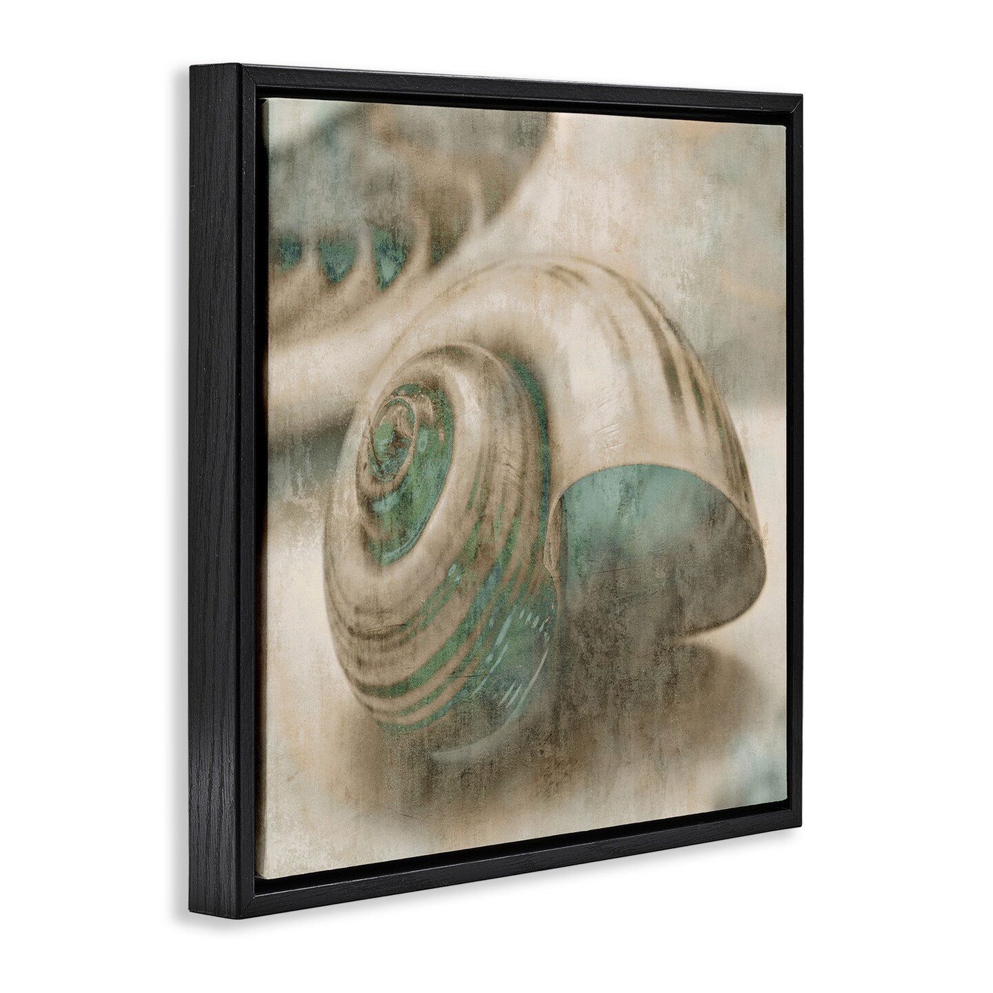 Stupell Industries Centered Sharkeye Seashell Framed Floater Canvas Wall Art