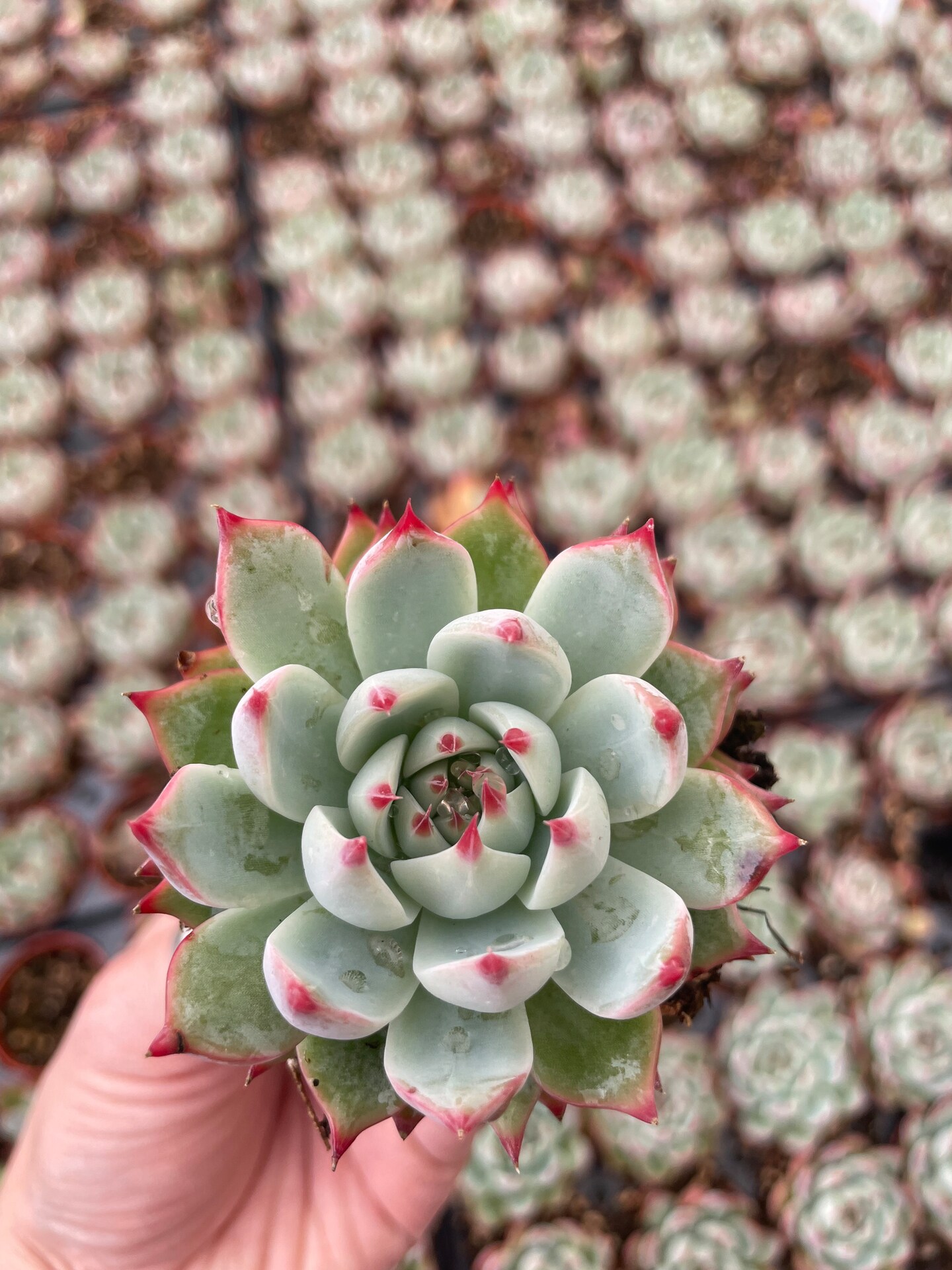 Echeveria Parva | MakerPlace by Michaels
