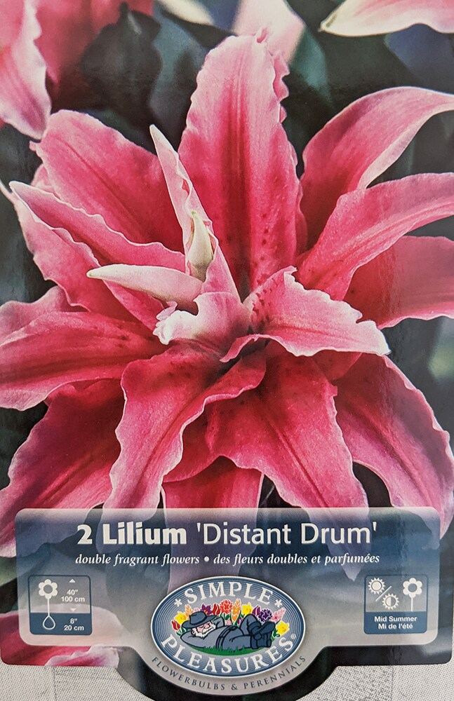 Distant Drum Double Oriental Lily 2 Bulbs 16/18cm - Rose/Pink