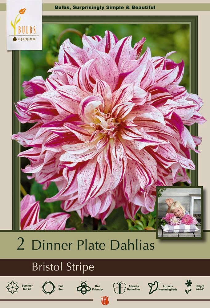 Bristol Stripe Dinnerplate Dahlia - 2 Bulb Clumps