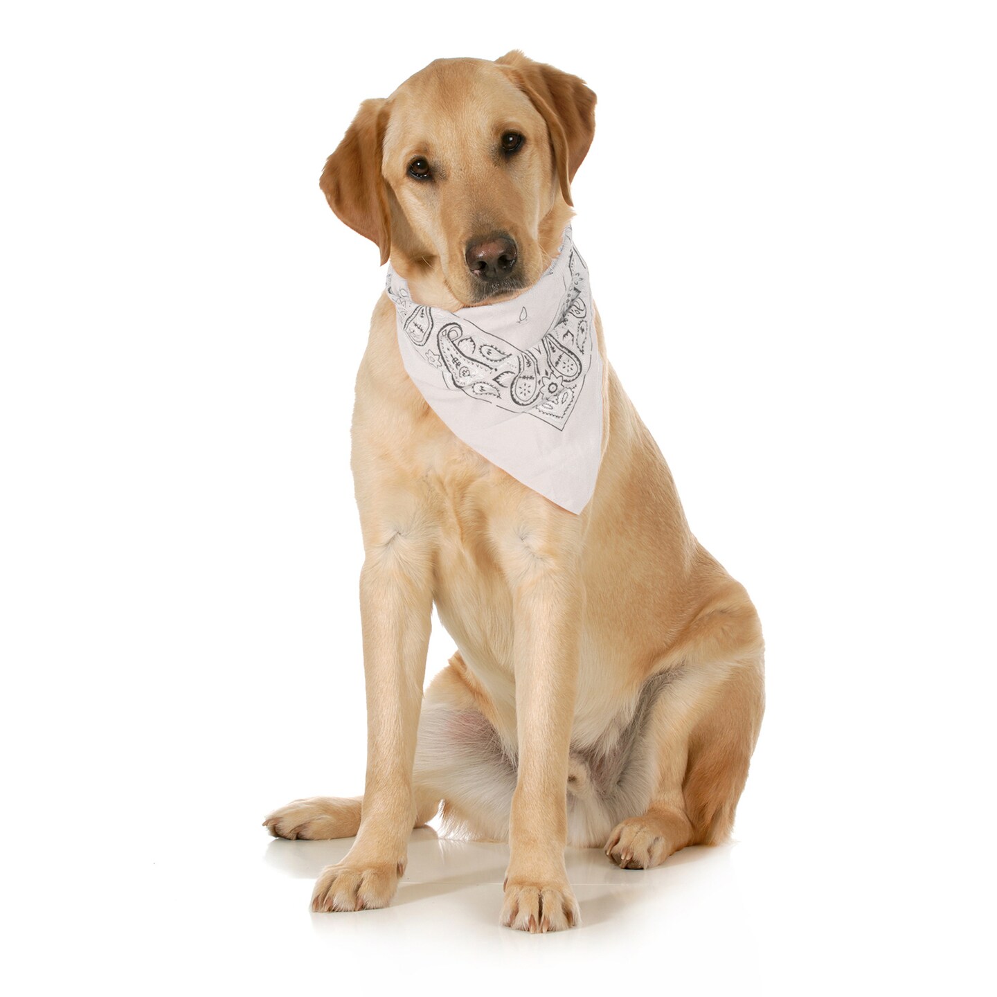 5-Pack Paisley Cotton Dog Scarf Triangle Bibs - XL and Washable