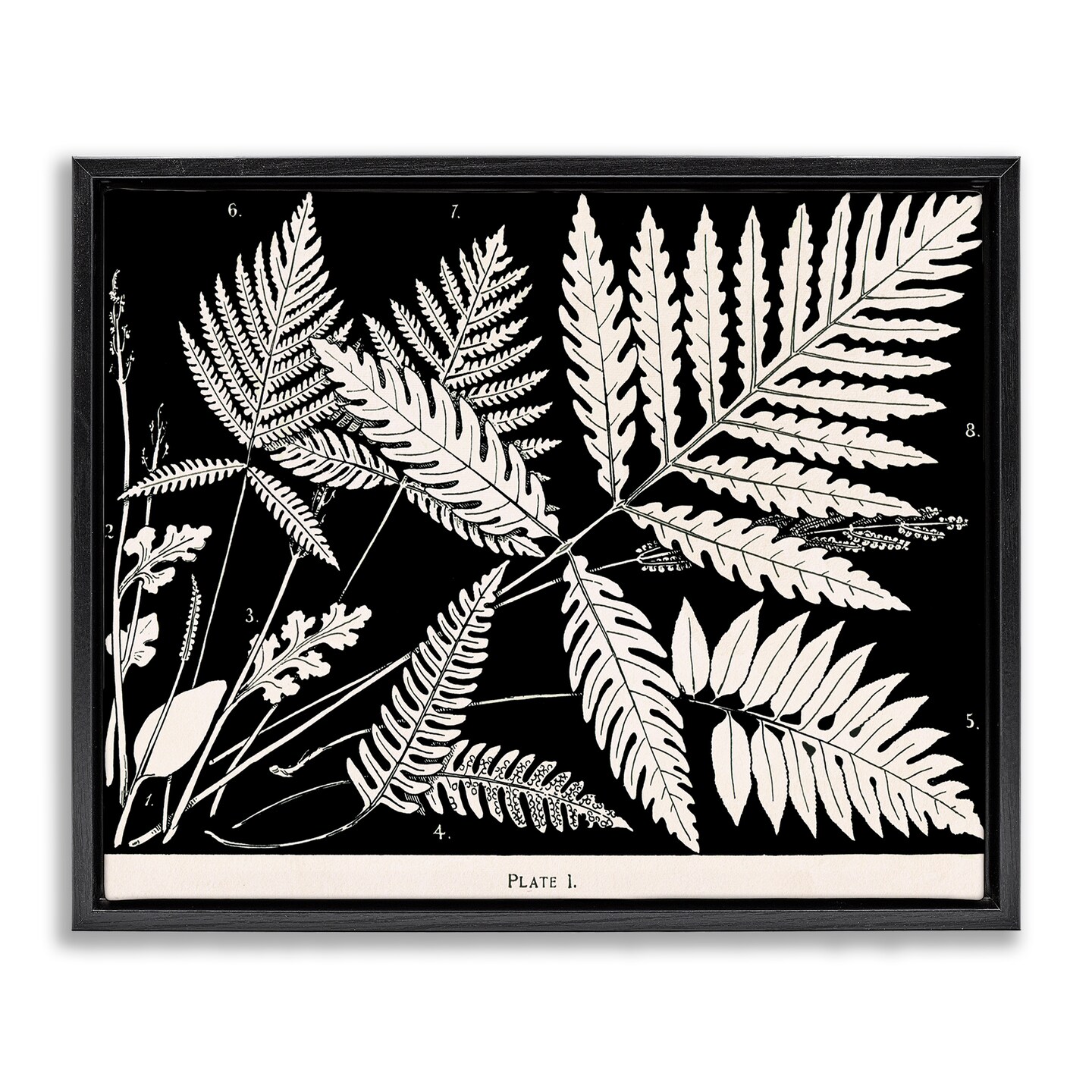 Stupell Industries Overlapping Ferns on Black Floating Frame Design by Phillipa Katz
