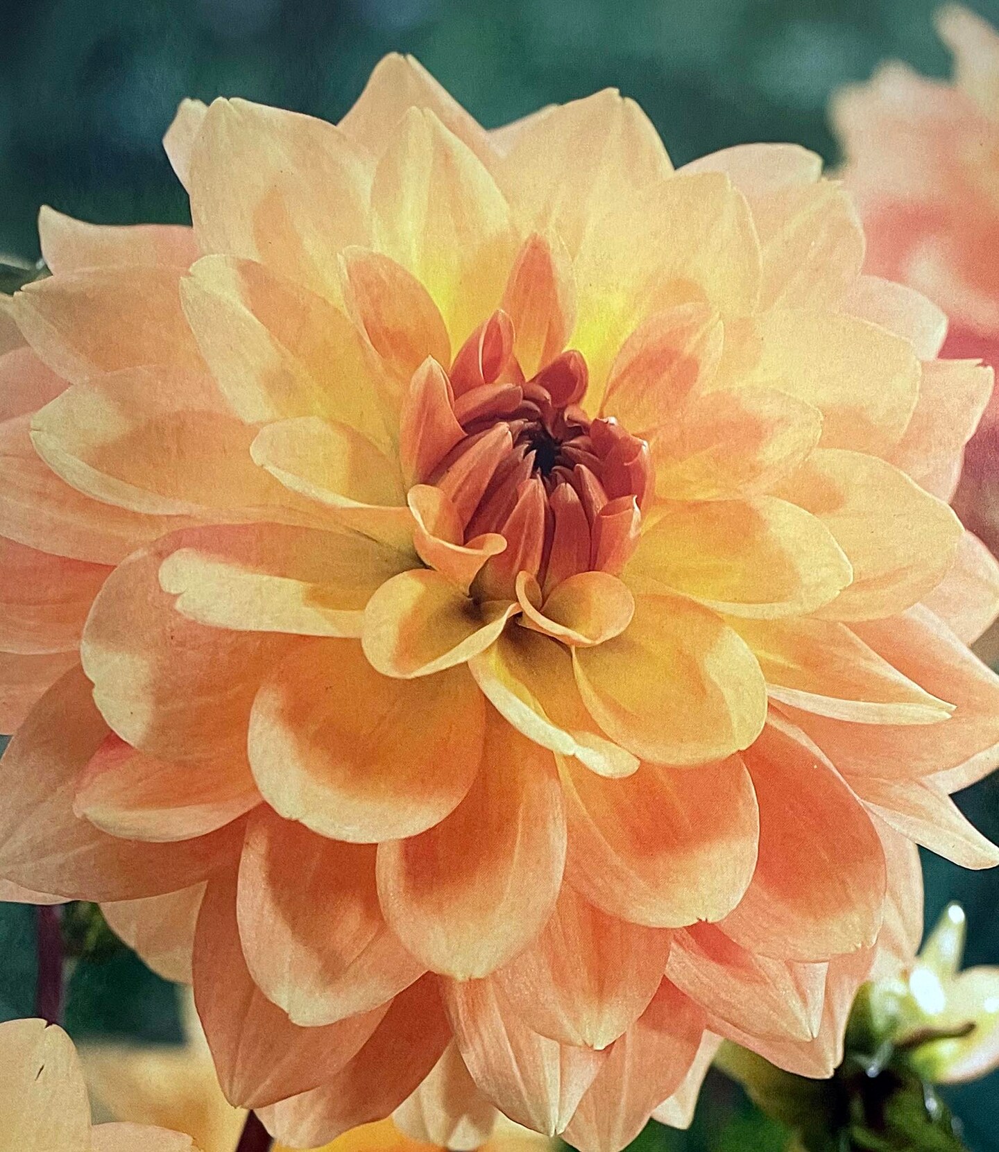 Karma Gold Decorative Dahlia - 1 Bulb Clump - Bright Golden Yellow - NEW