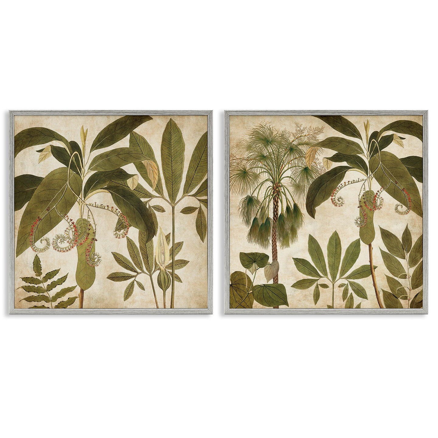 Stupell Industries Vintage Botanical Tropics 2pc Framed Giclee Wall Art Set Design by Chris Donovan