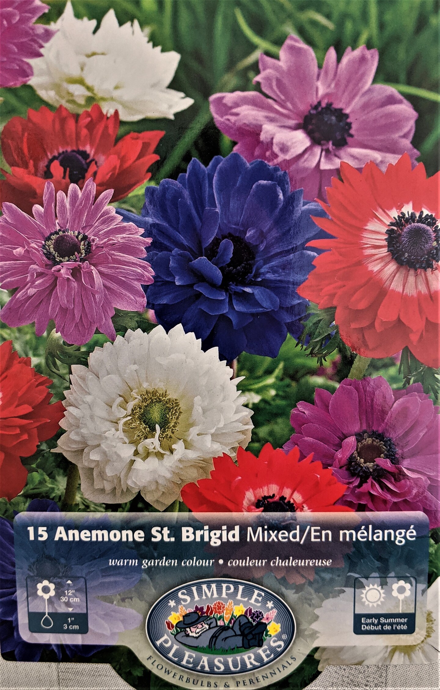 St. Brigid Anemone Windflowers Mixture - 15 Bulbs - 8/+ cm Bulbs
