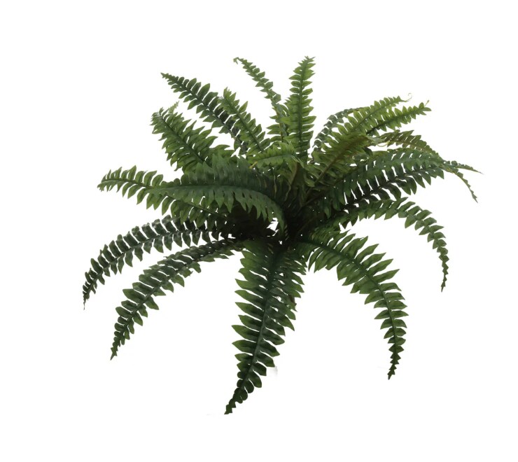 2pc Boston Fern Plant with 25 Silk Fronds 28" Wide - 2025 Spring Collection