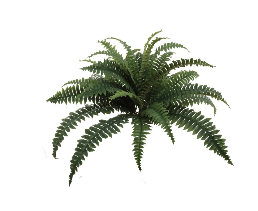 2pcs Boston Fern Plant with 30 Silk Fronds 34" Wide - 2025 Spring Collection