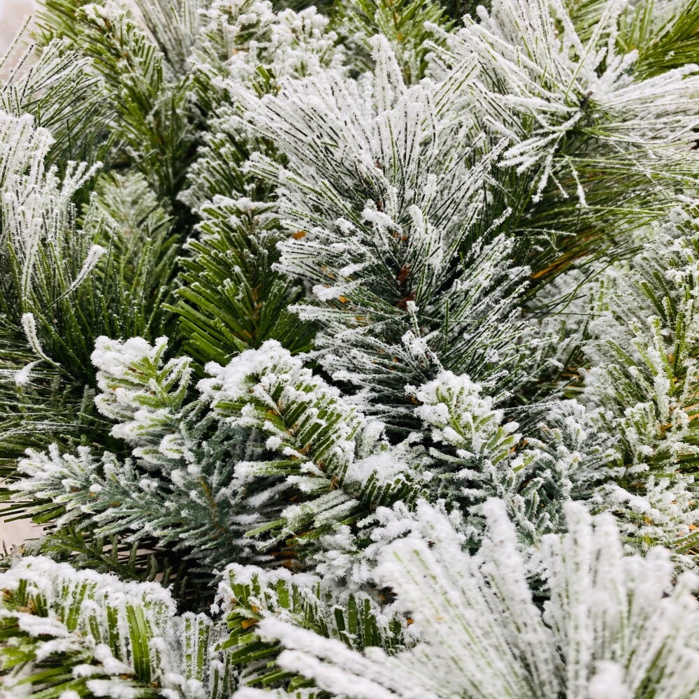 Christmas Flocked Fraser Garland (9&#x27; x 12&#x22;) Unlit