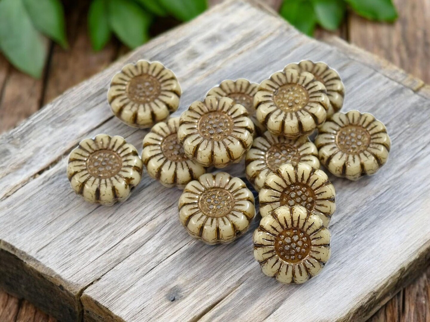 *12* 13mm Dark Bronze Washed Opaque Ivory Sunflower Coin Beads