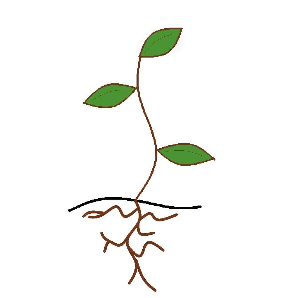 storefront logo