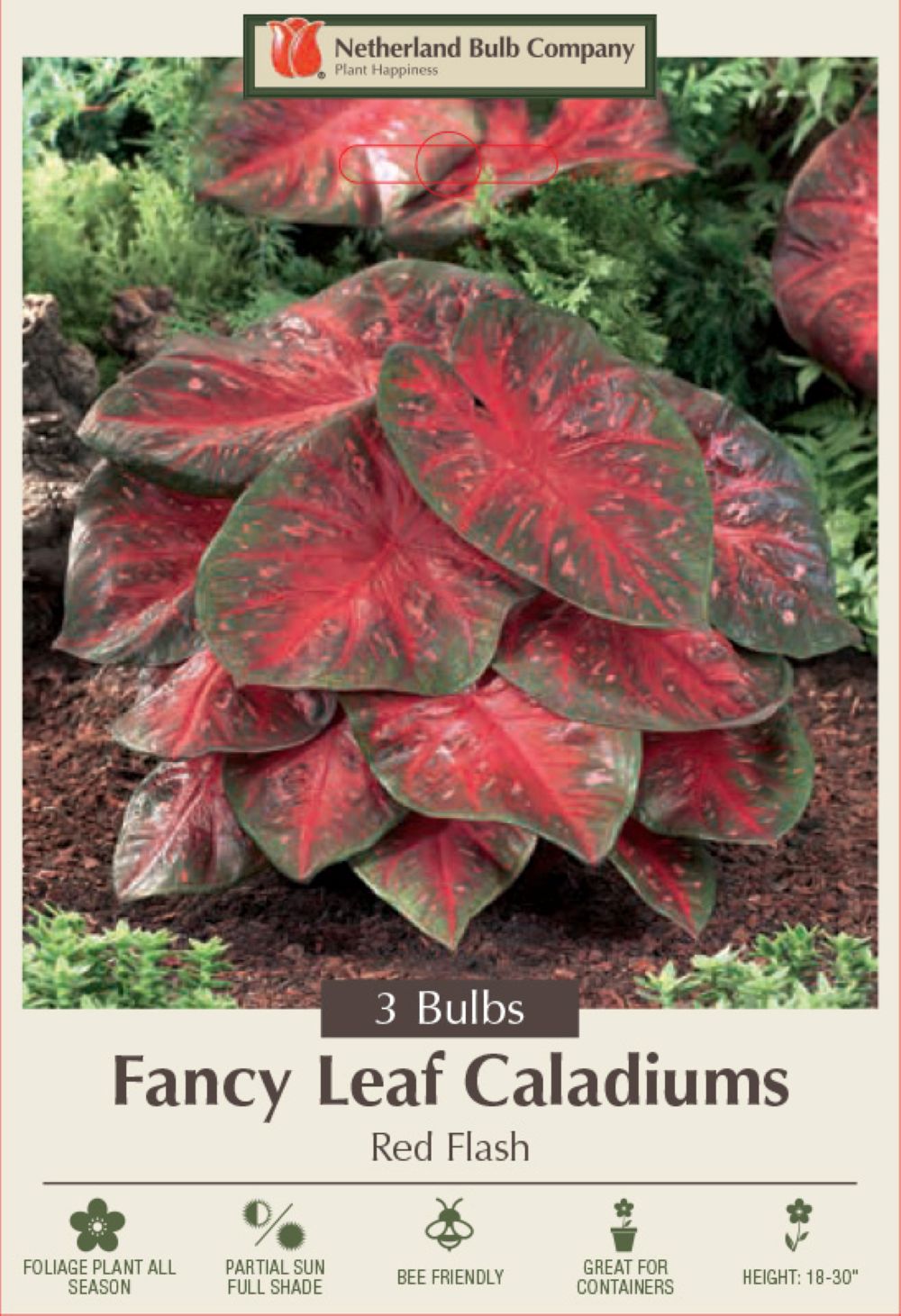 Caladium Fancy Red Flash 3 Bulbs - Red/Pink/Green - #1 Size Bulbs