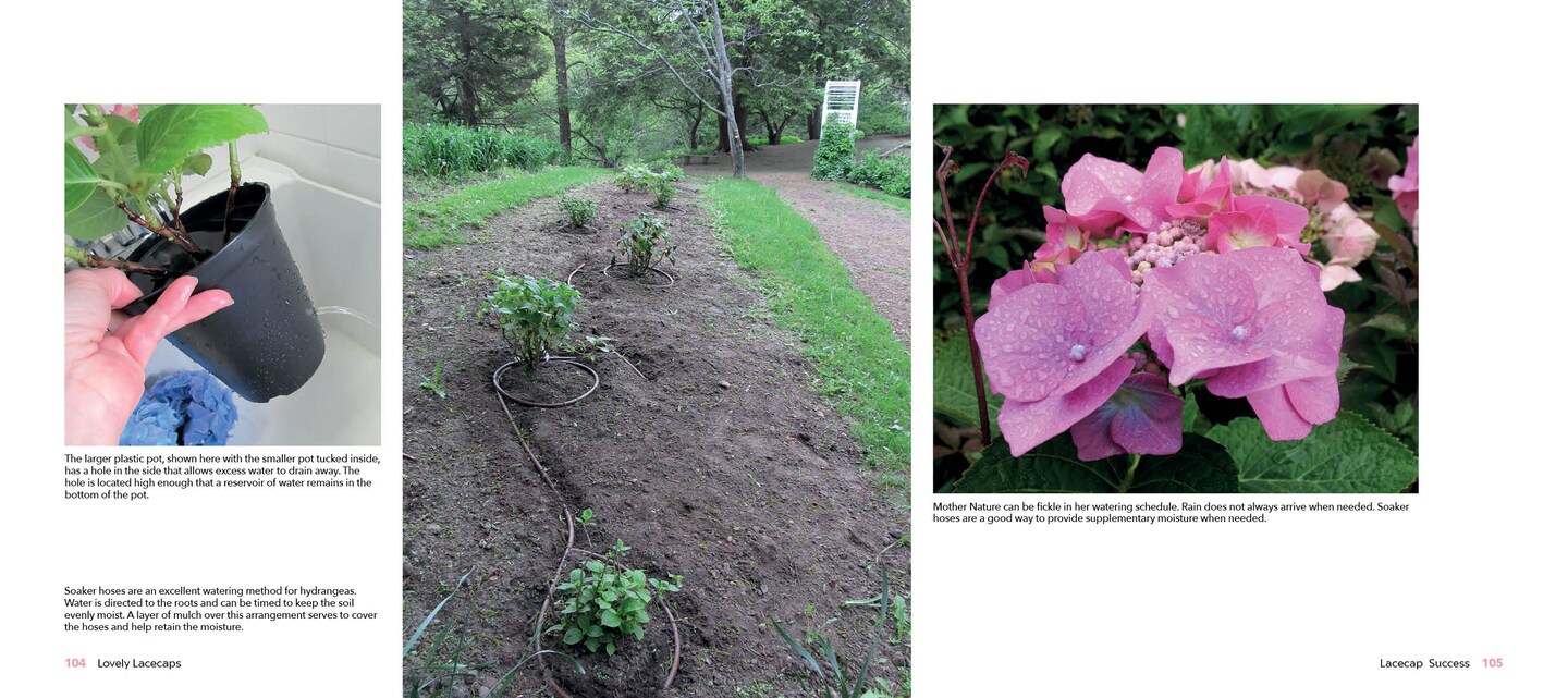 Lovely Lacecap Hydrangeas: Elegant Accents for the Home Garden