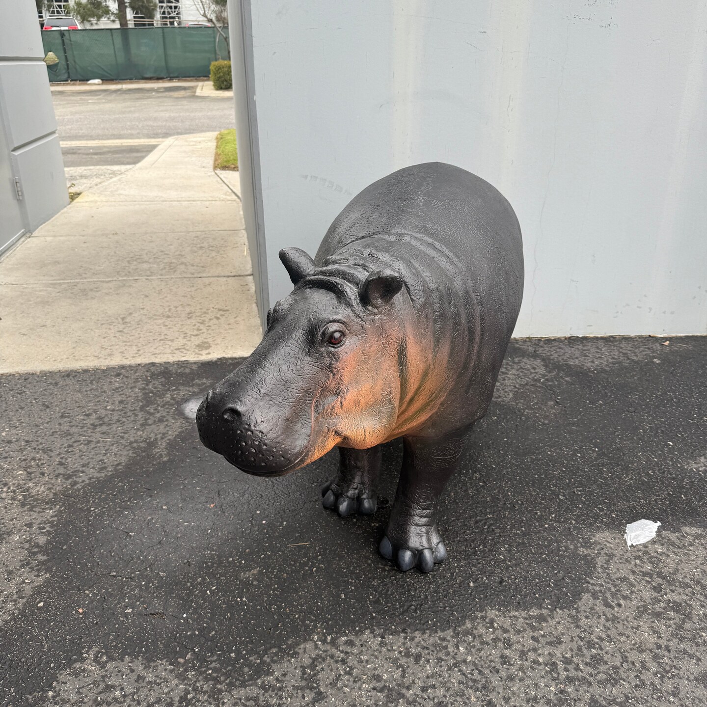 Baby Hippo Life Size Statue