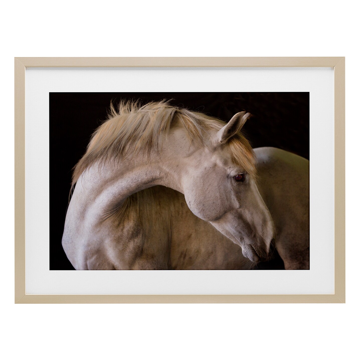 Stupell Industries White Beauty Horse Portrait Framed Print Under Glass, design by Sally Linden