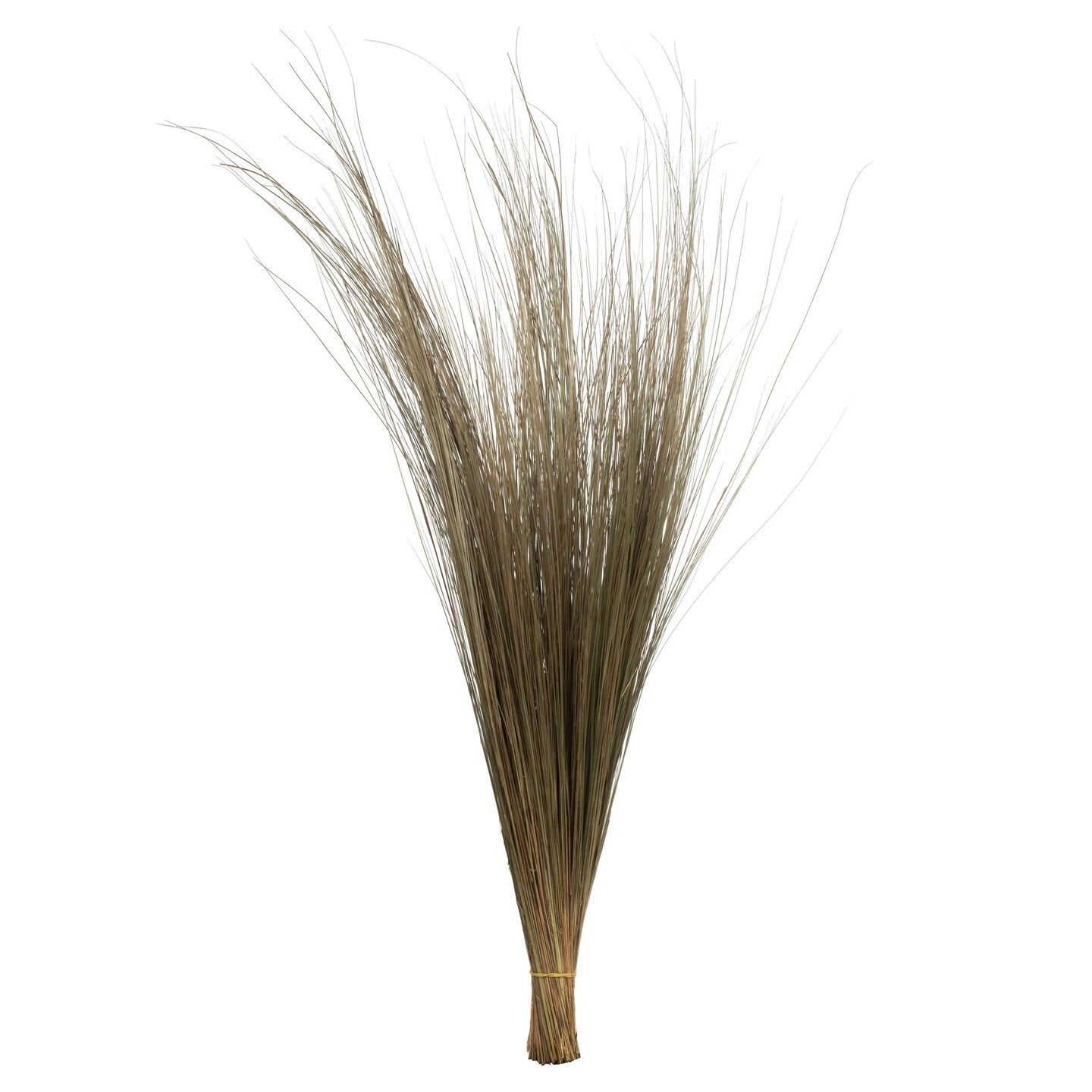 35-40" Natural Bright Grass 8oz Bu 2Pk